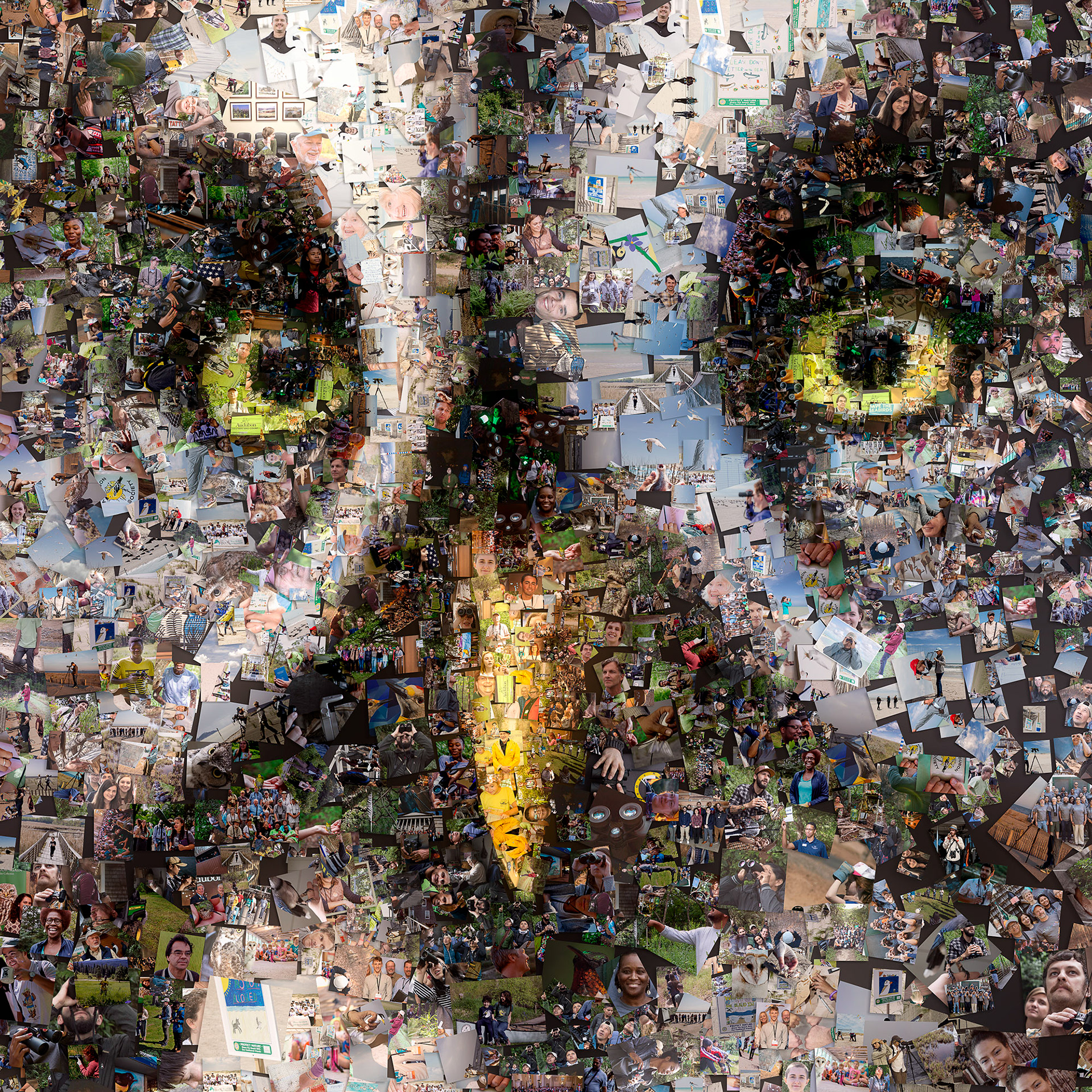 Owl collage from millions of photos