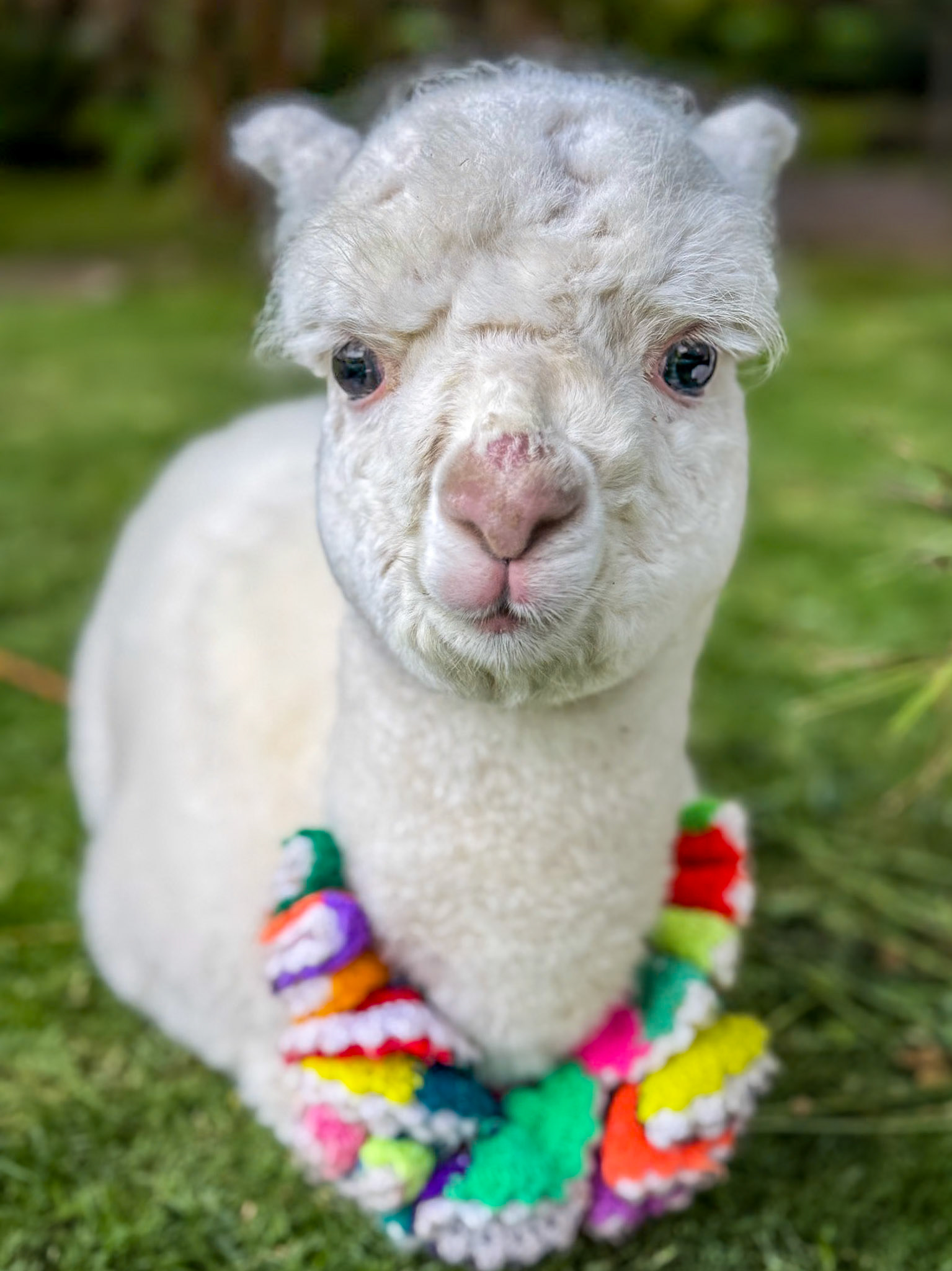 Baby Alpaca