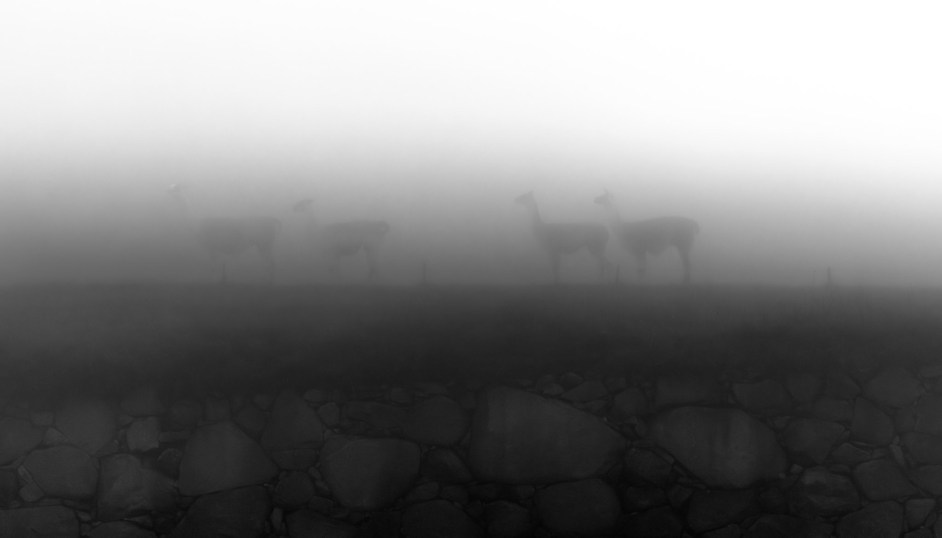 The Llamas of Machu Picchu