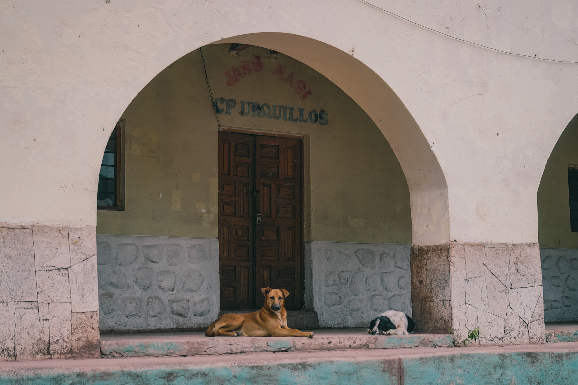 Los perros de la escuela