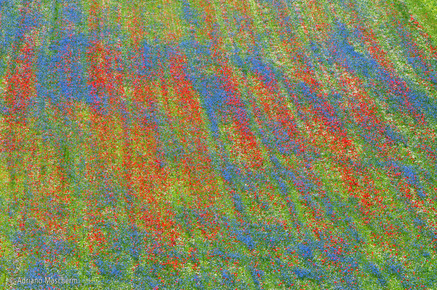 La fiorita di Castelluccio - The flowery of Castelluccio