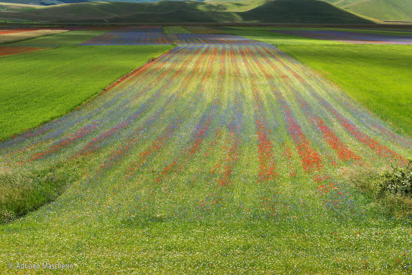 La fiorita di Castelluccio - The flowery of Castelluccio