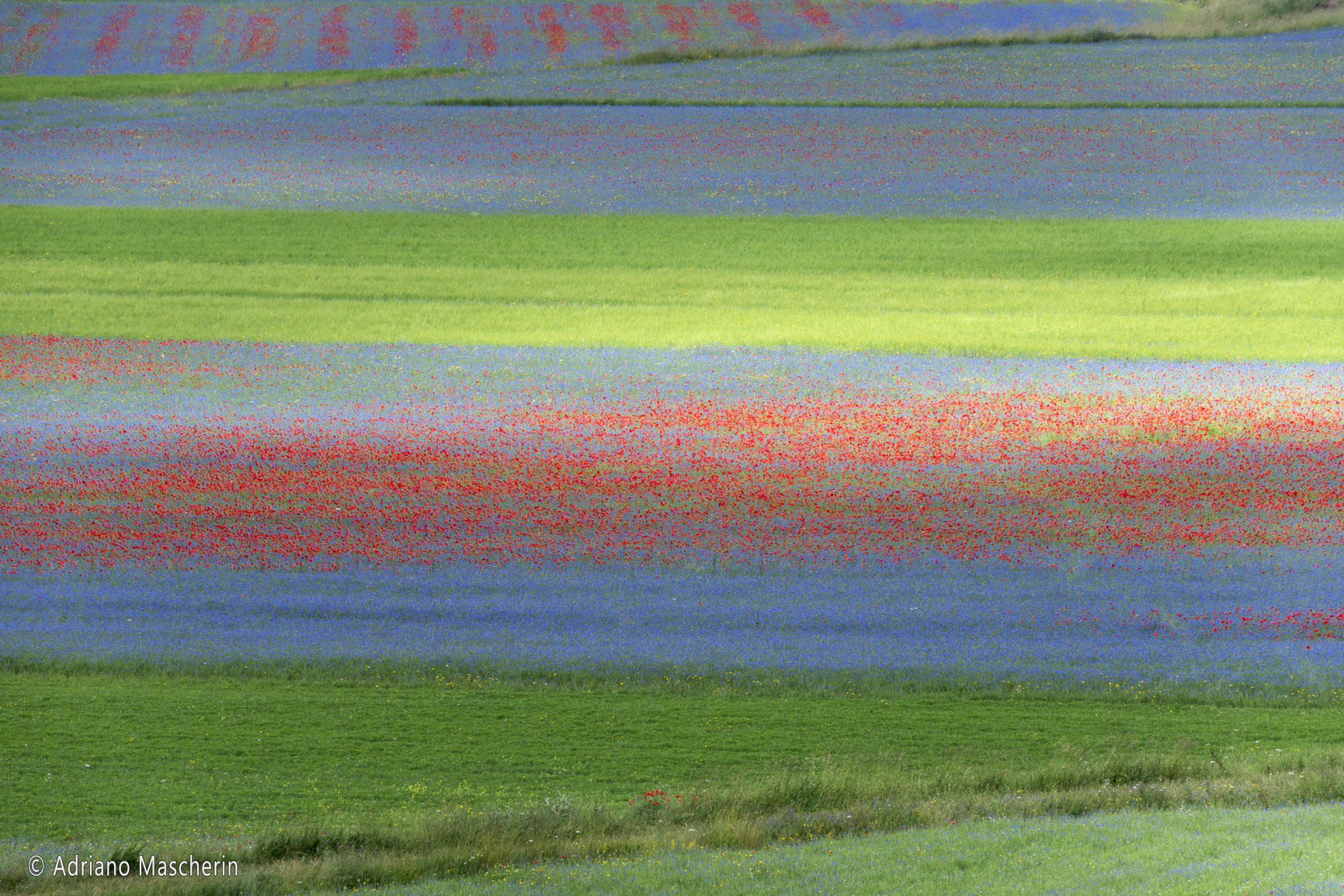 La fiorita di Castelluccio - The flowery of Castelluccio