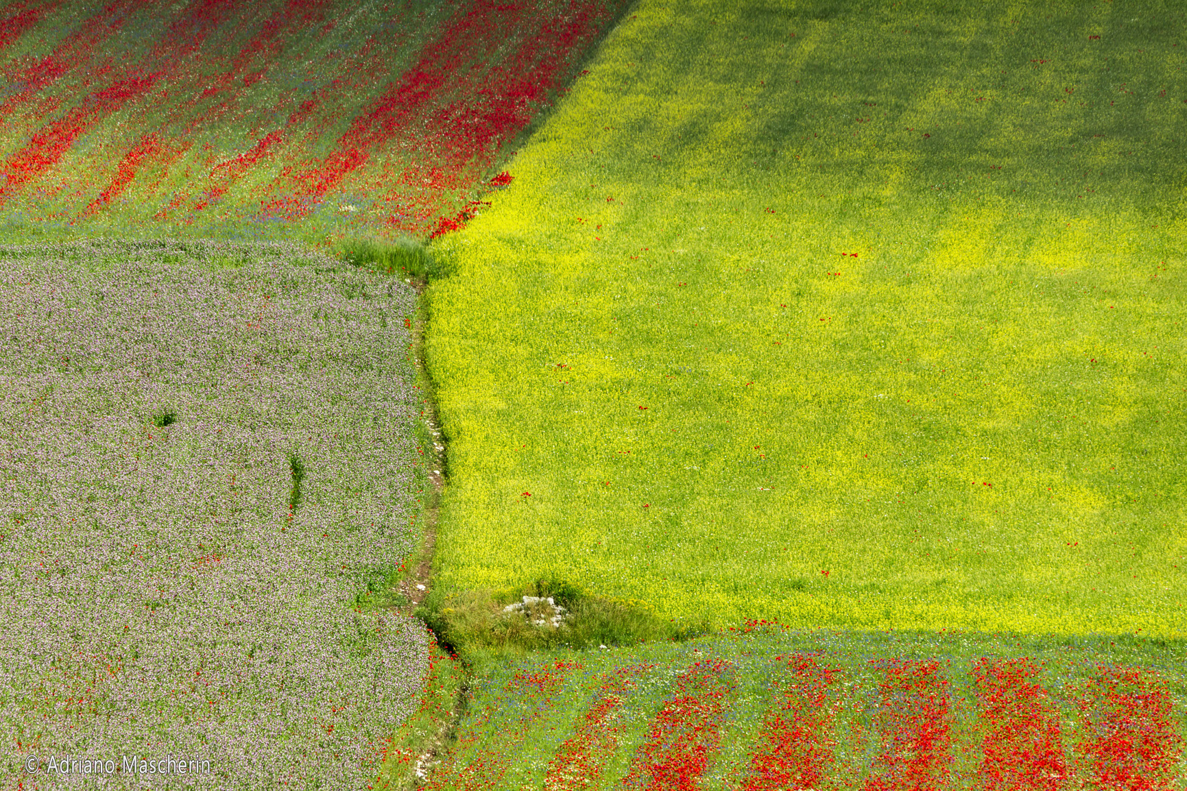 La fiorita di Castelluccio - The flowery of Castelluccio