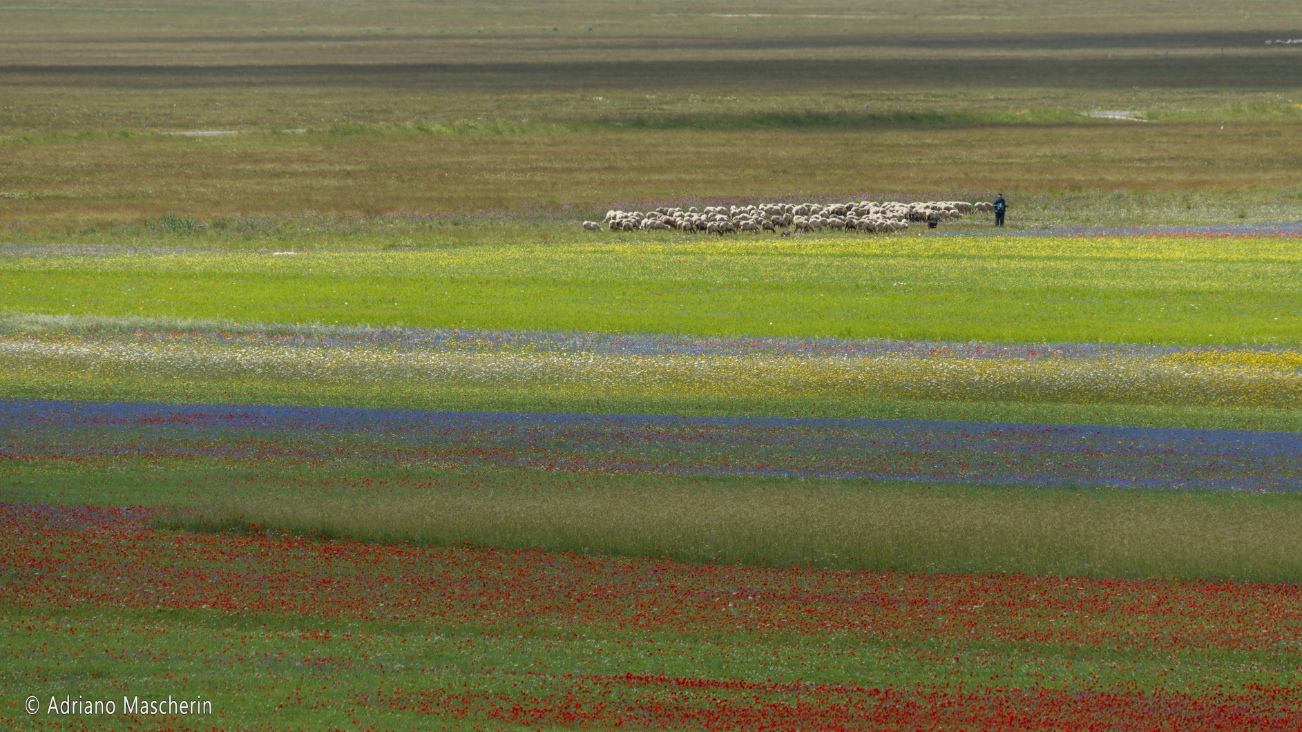 La fiorita di Castelluccio - The flowery of Castelluccio
