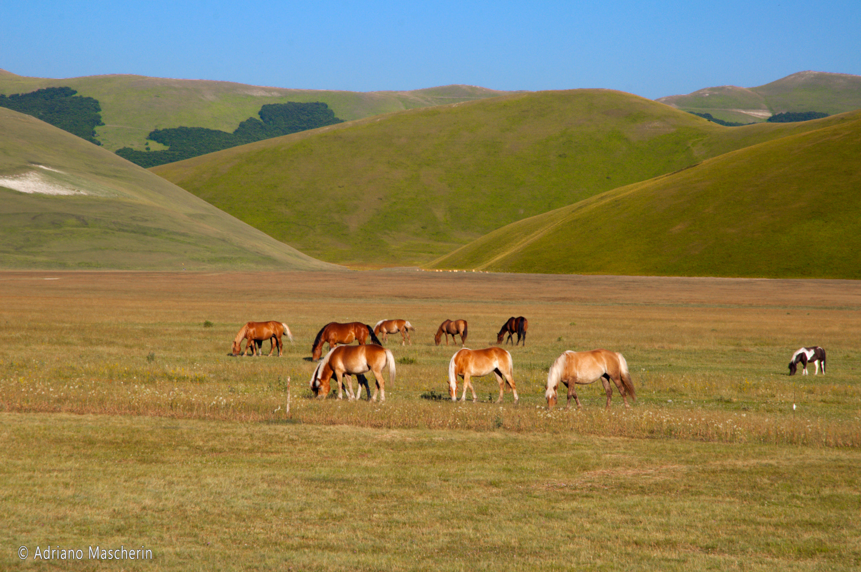 Cavalli al pascolo su Piano Grande - Horses grazing on the Piano Grande