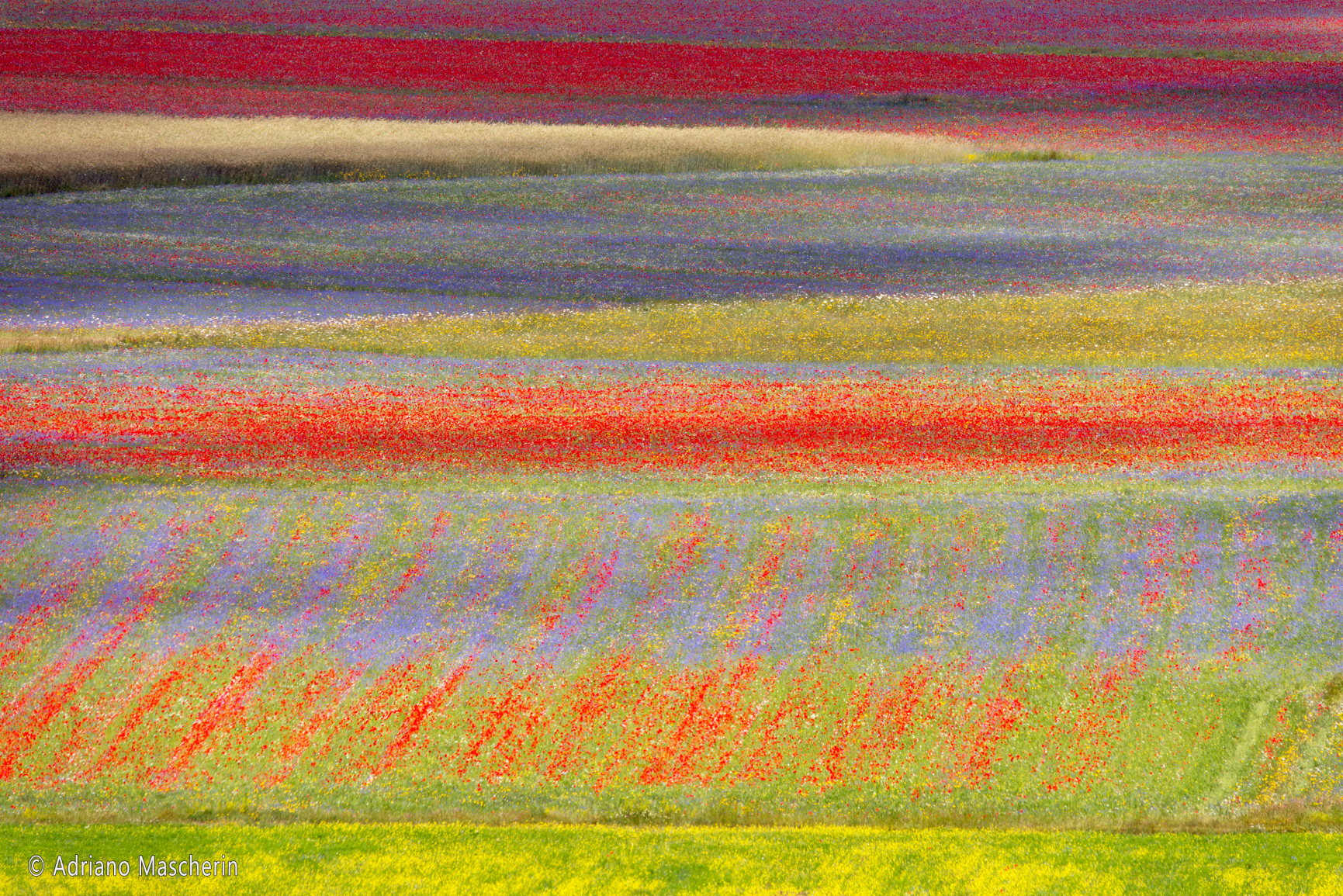 La fiorita di Castelluccio - The flowery of Castelluccio