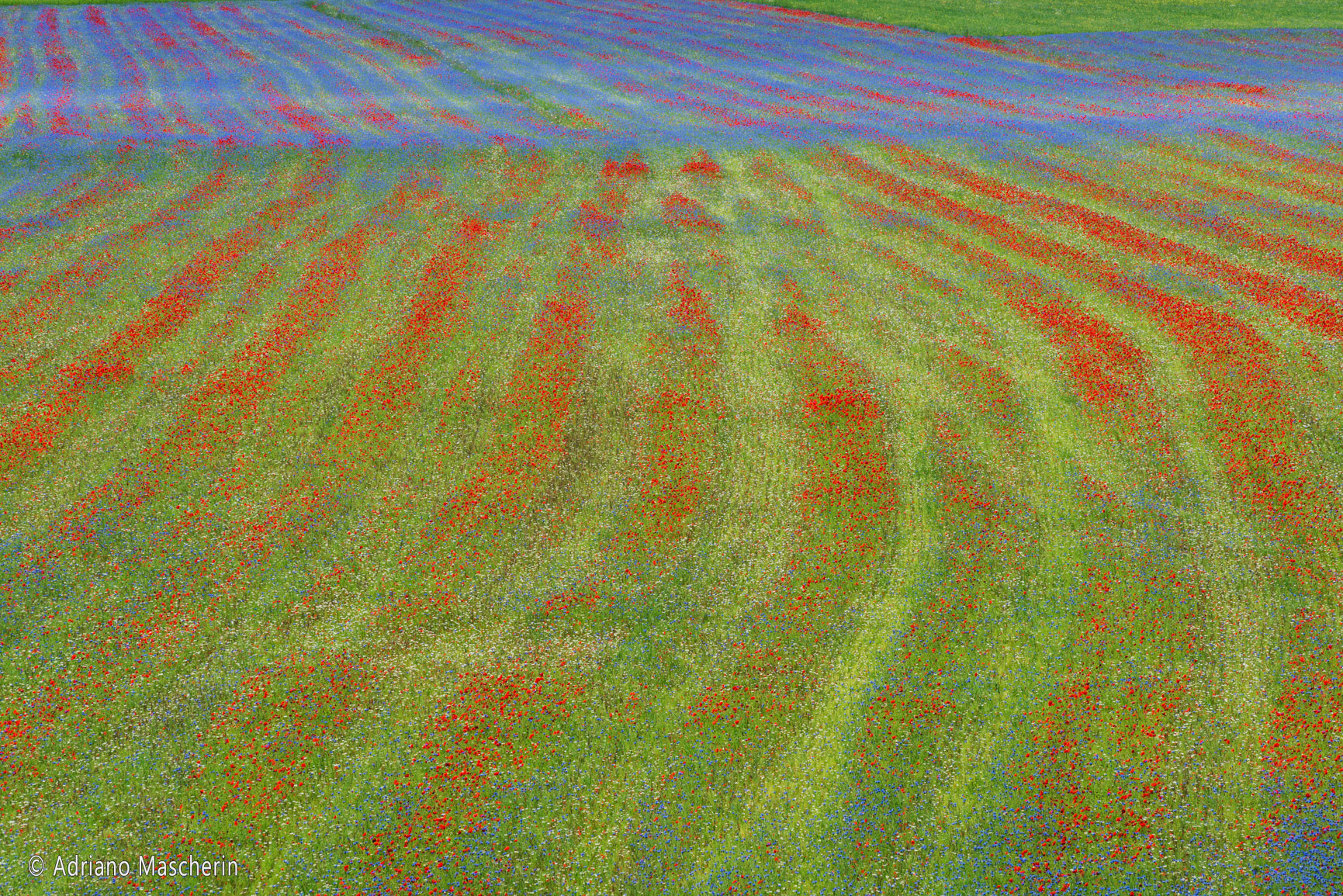 La fiorita di Castelluccio - The flowery of Castelluccio