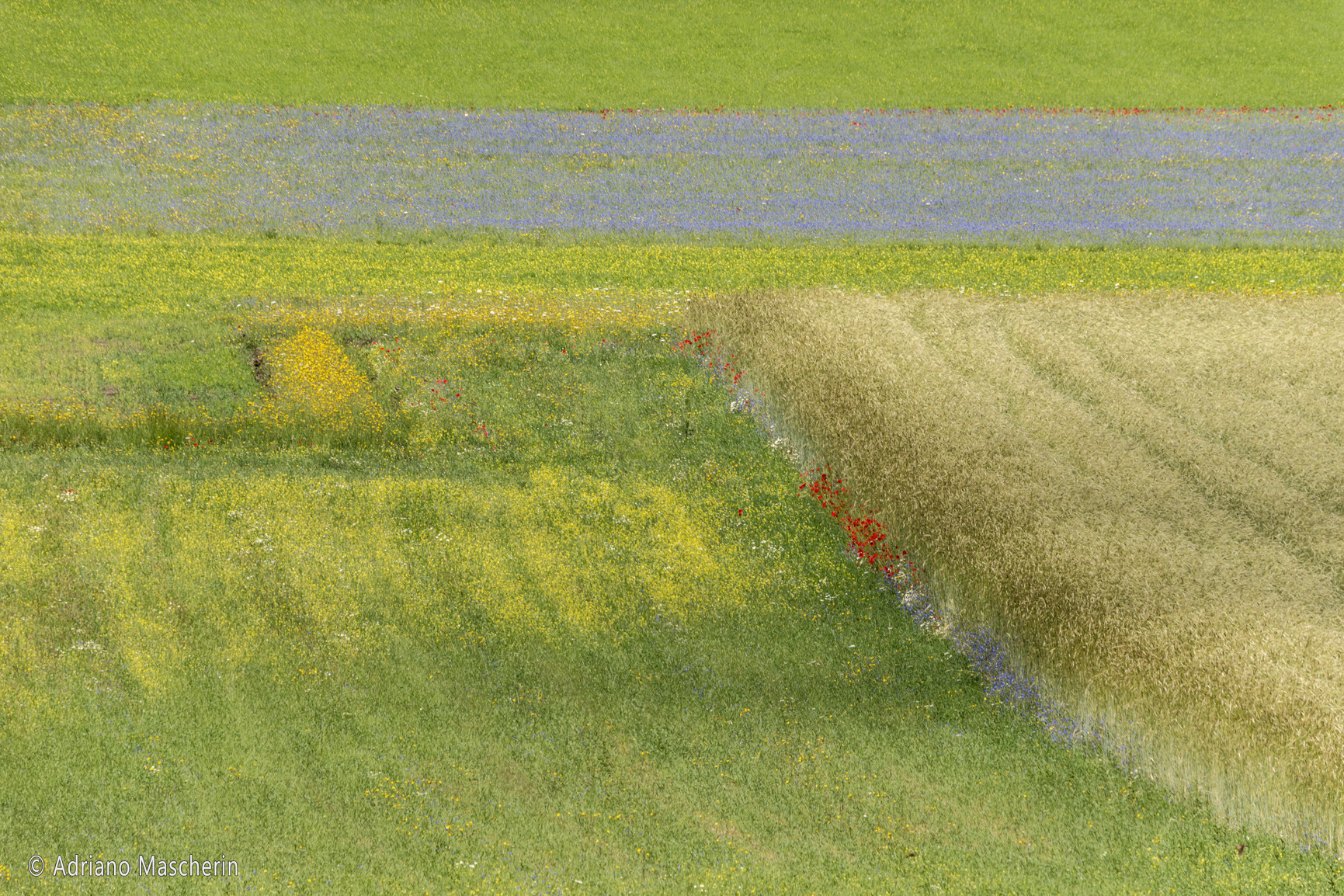 La fiorita di Castelluccio - The flowery of Castelluccio