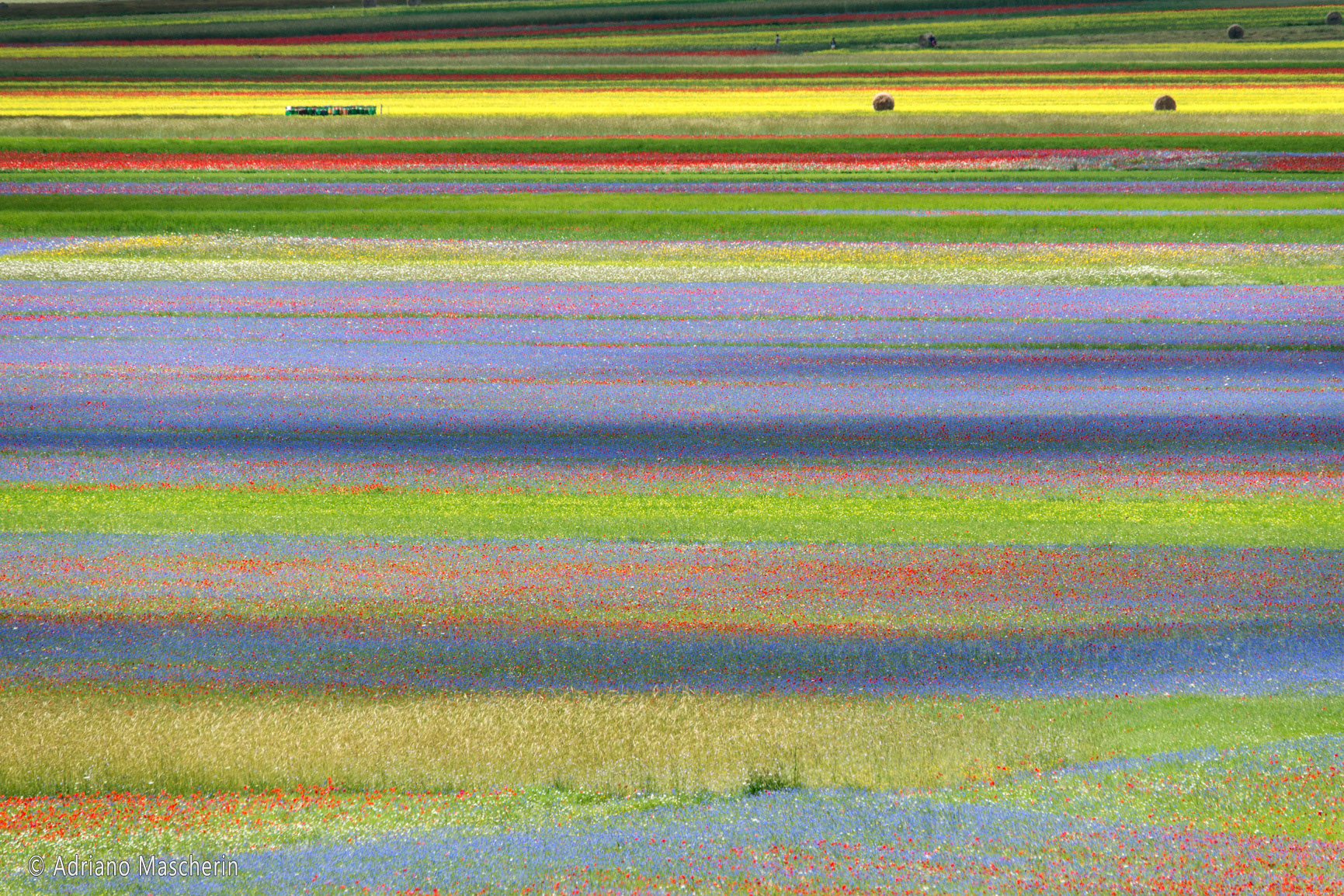 La fiorita di Castelluccio - The flowery of Castelluccio
