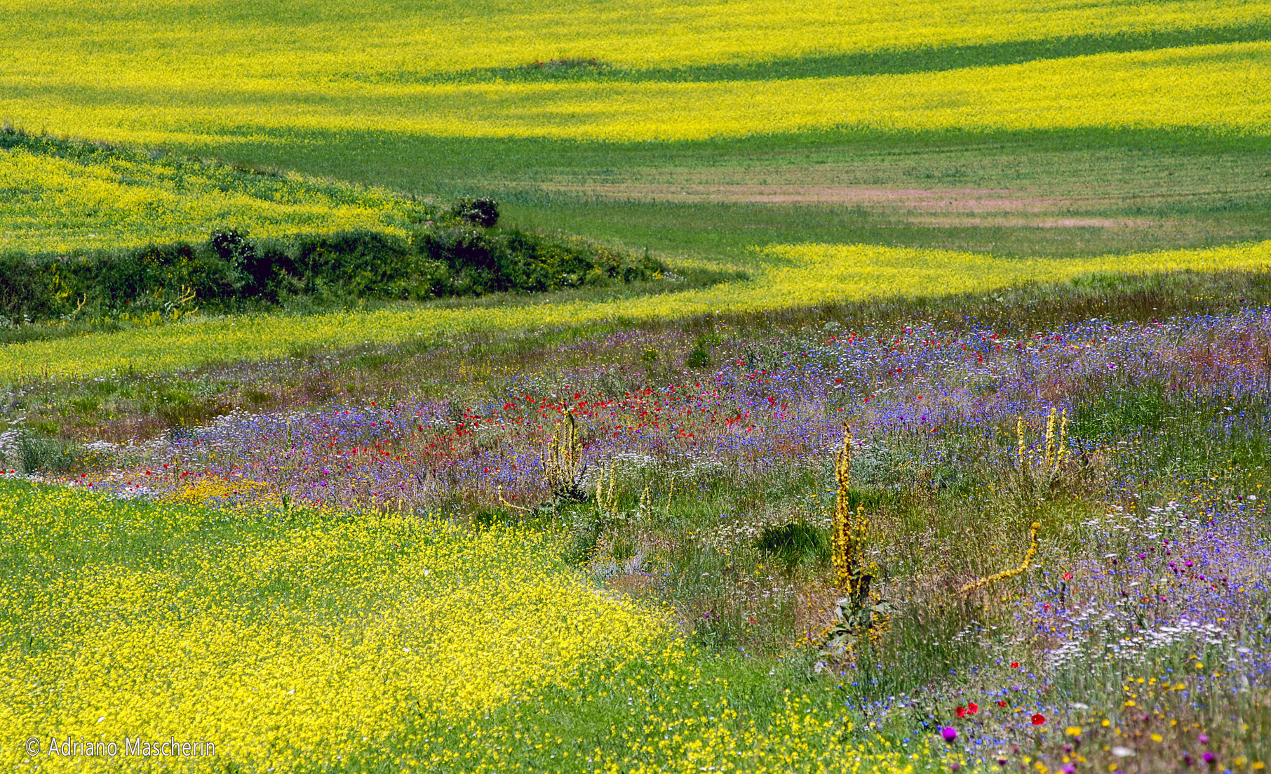 La fiorita di Castelluccio - The flowery of Castelluccio