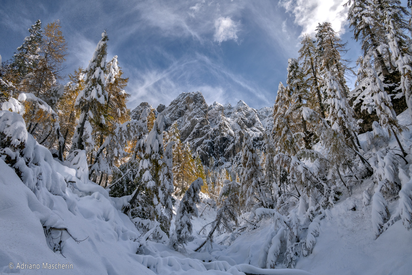 Larici innevati - Snow-covered larch trees