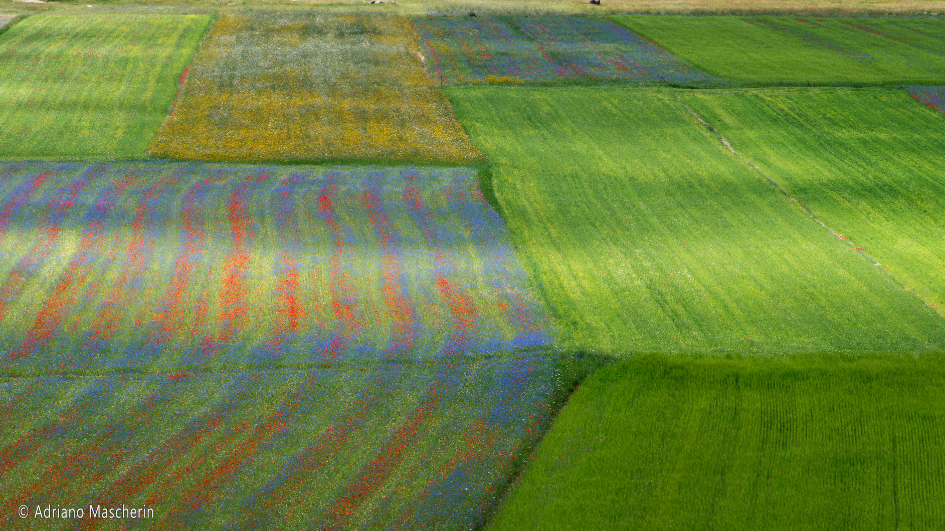 La fiorita di Castelluccio - The flowery of Castelluccio