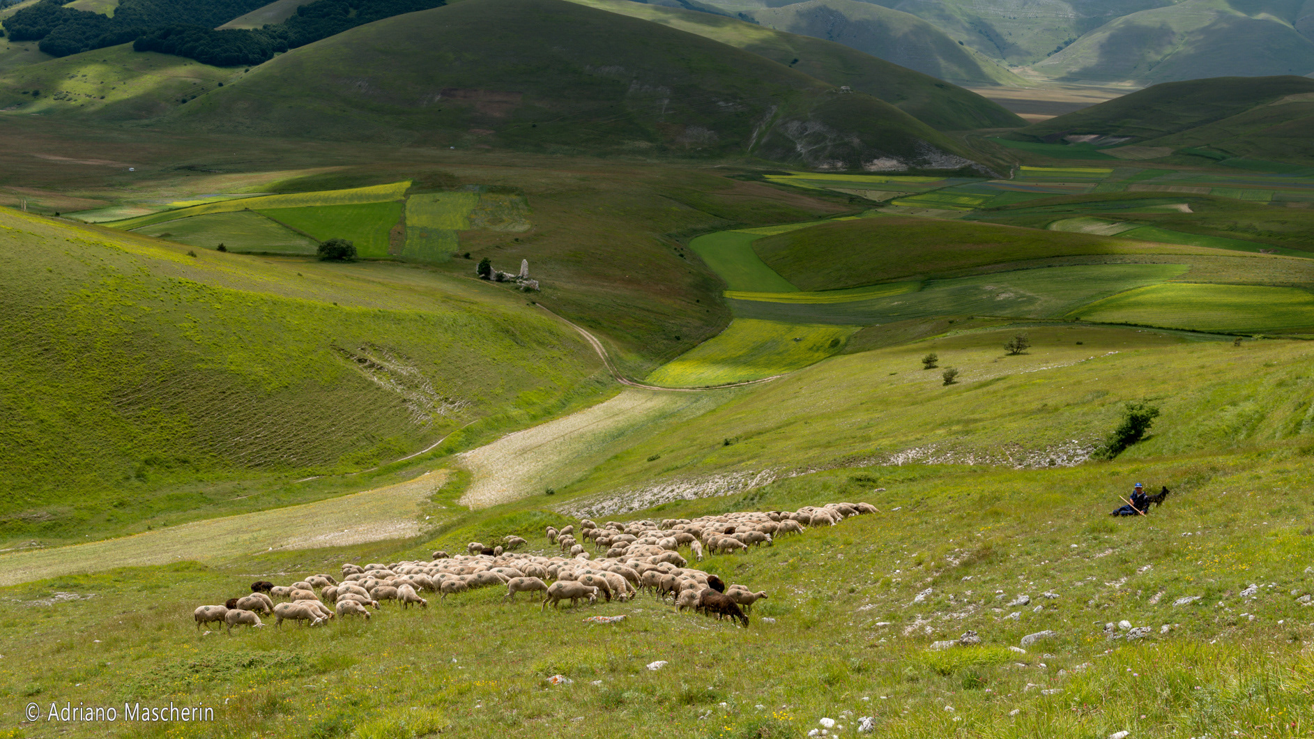 Casotto Amati pecore al pascolo - Casotto Amati grazing sheep