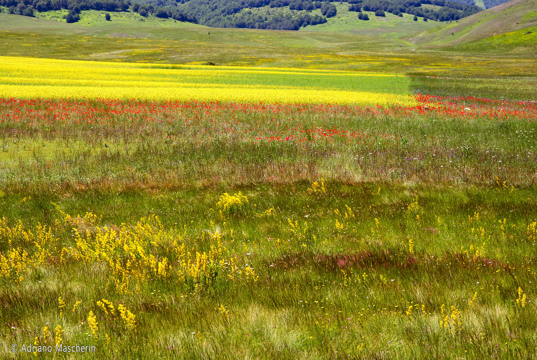 La fiorita di Castelluccio - The flowery of Castelluccio