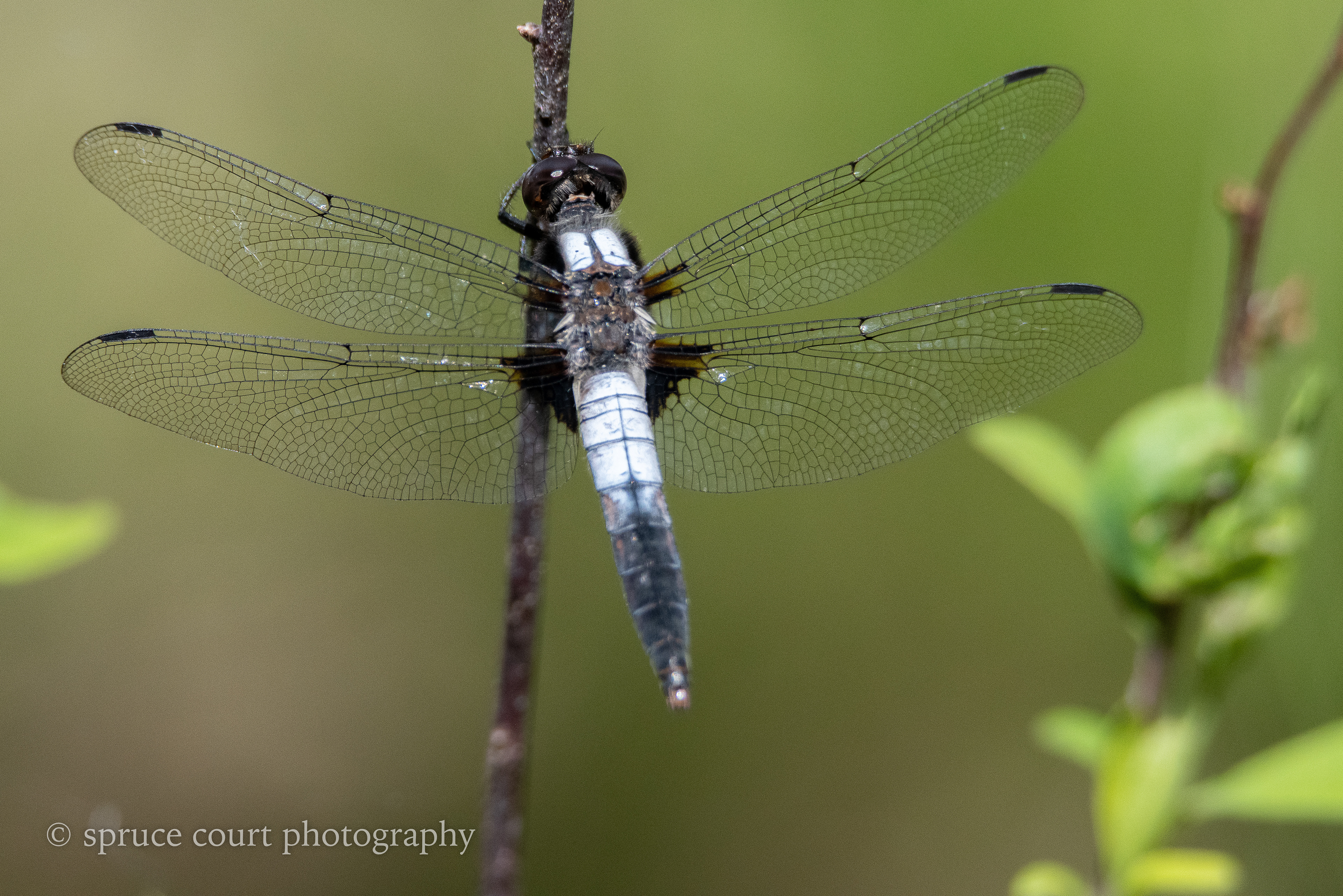 Blue Dasher Dragonfly