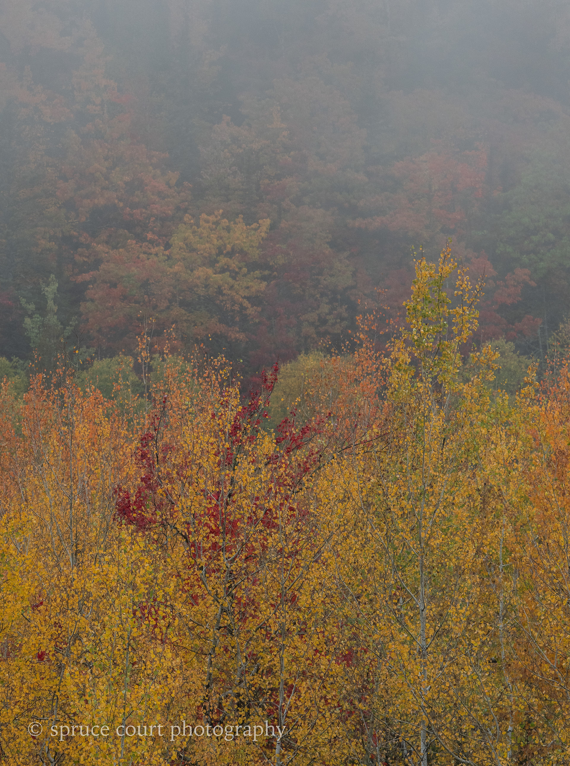 Fall and Fog 7