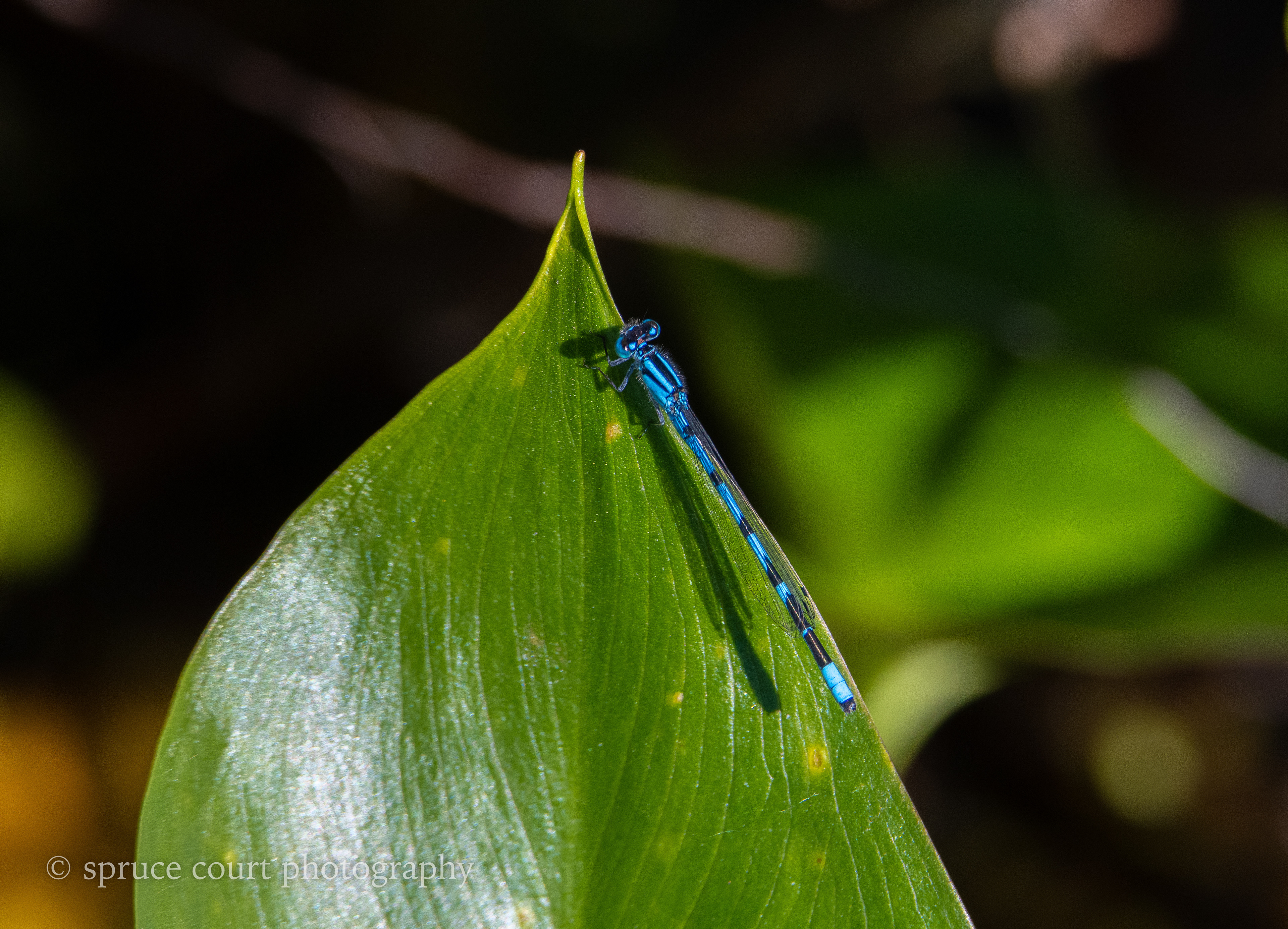 Common Blue Damselfly