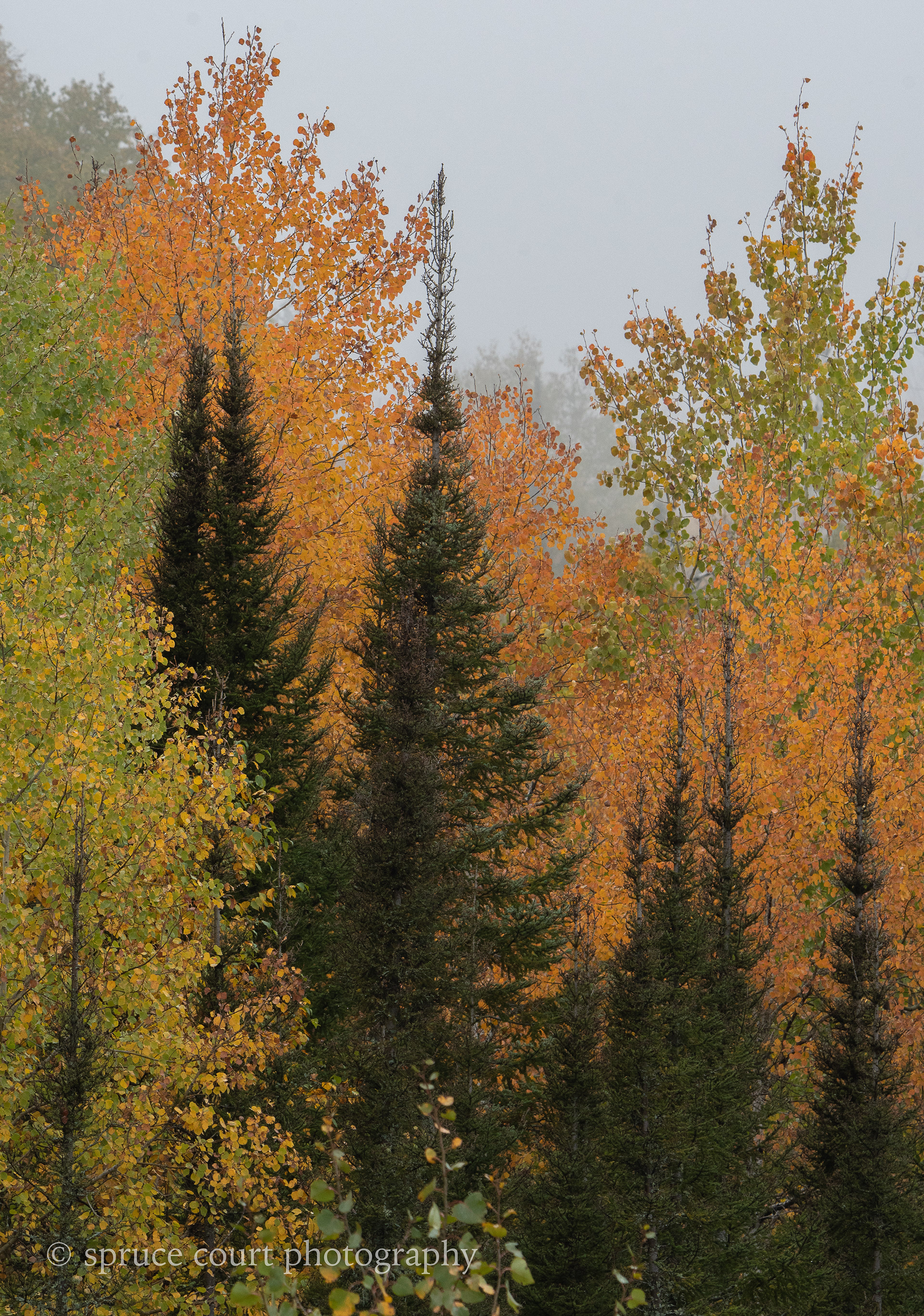 Fall and Fog 6