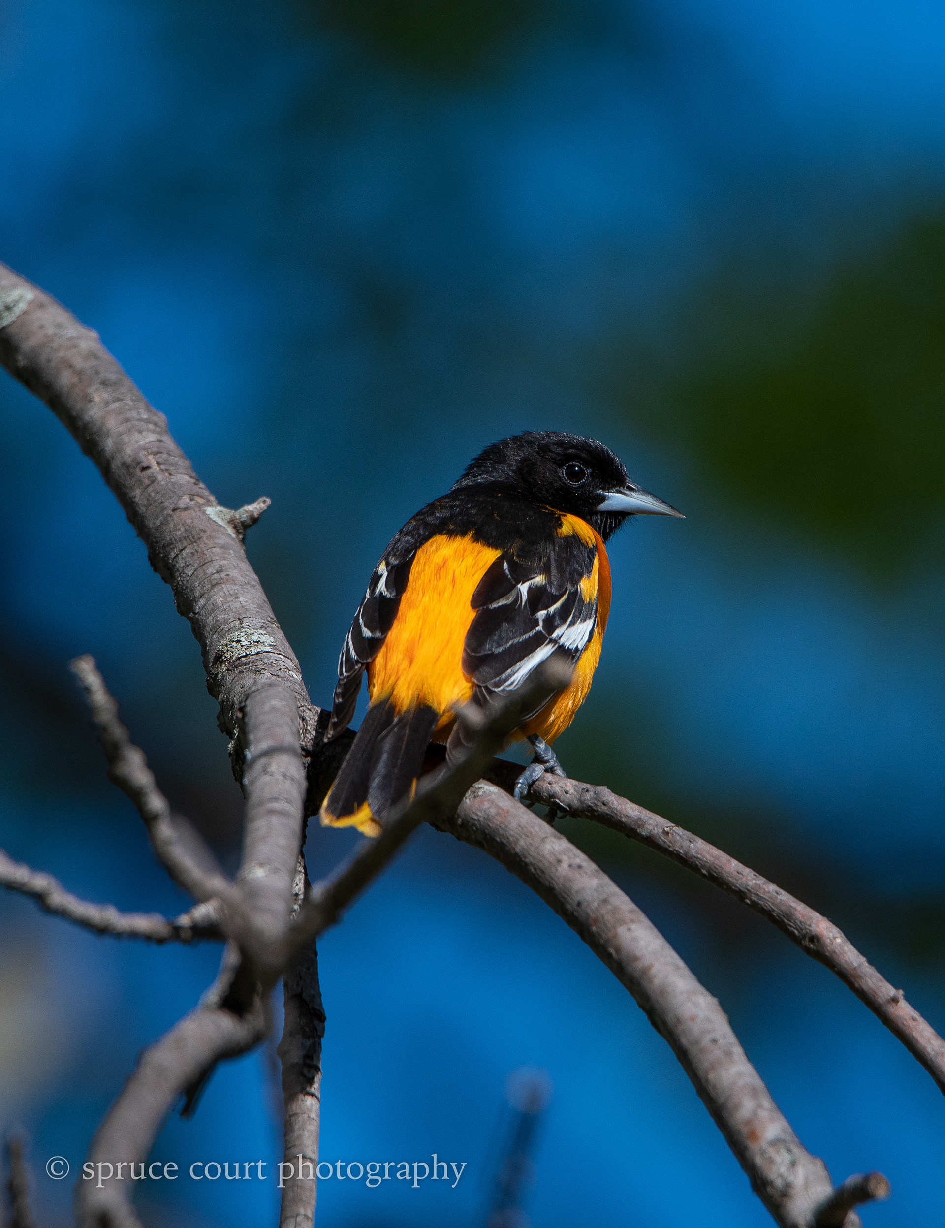 Baltimore Oriole 12