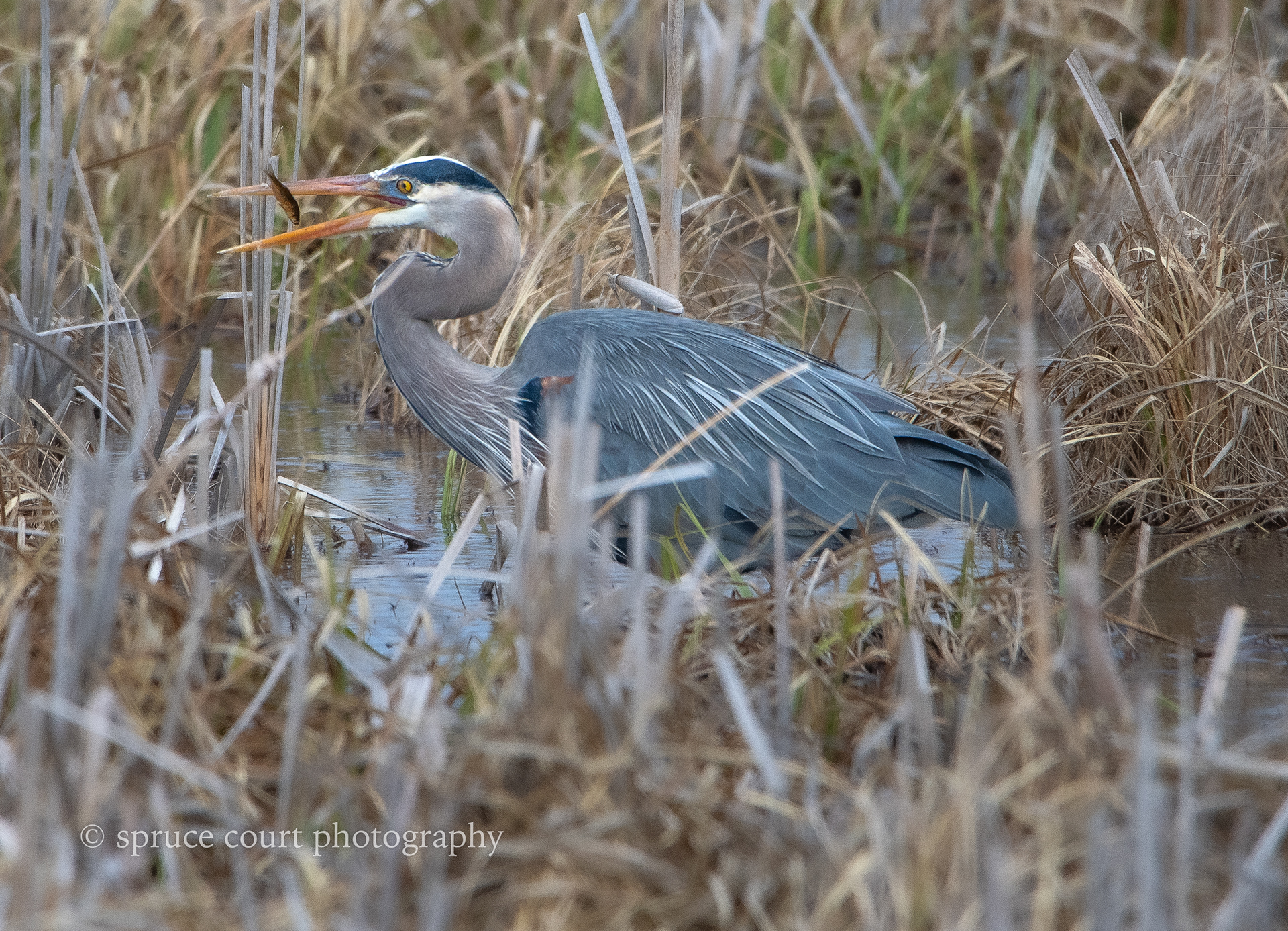 Great Blue Heron