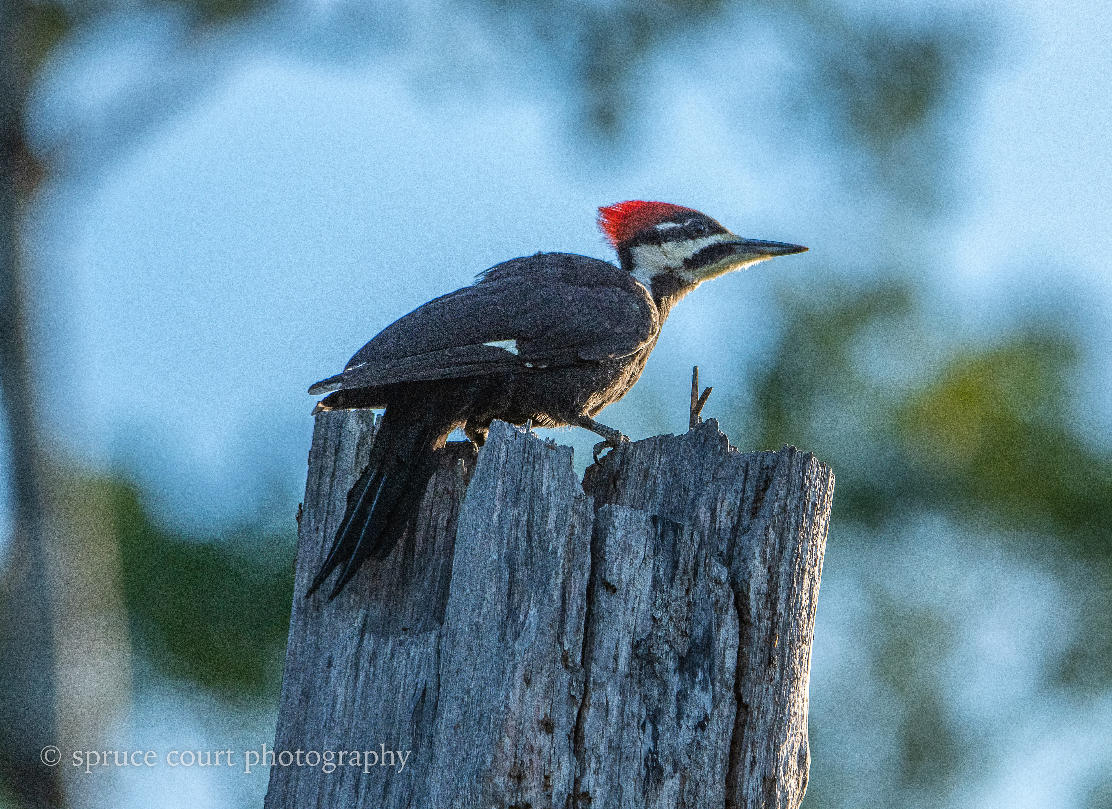 Pileated Woodpecker