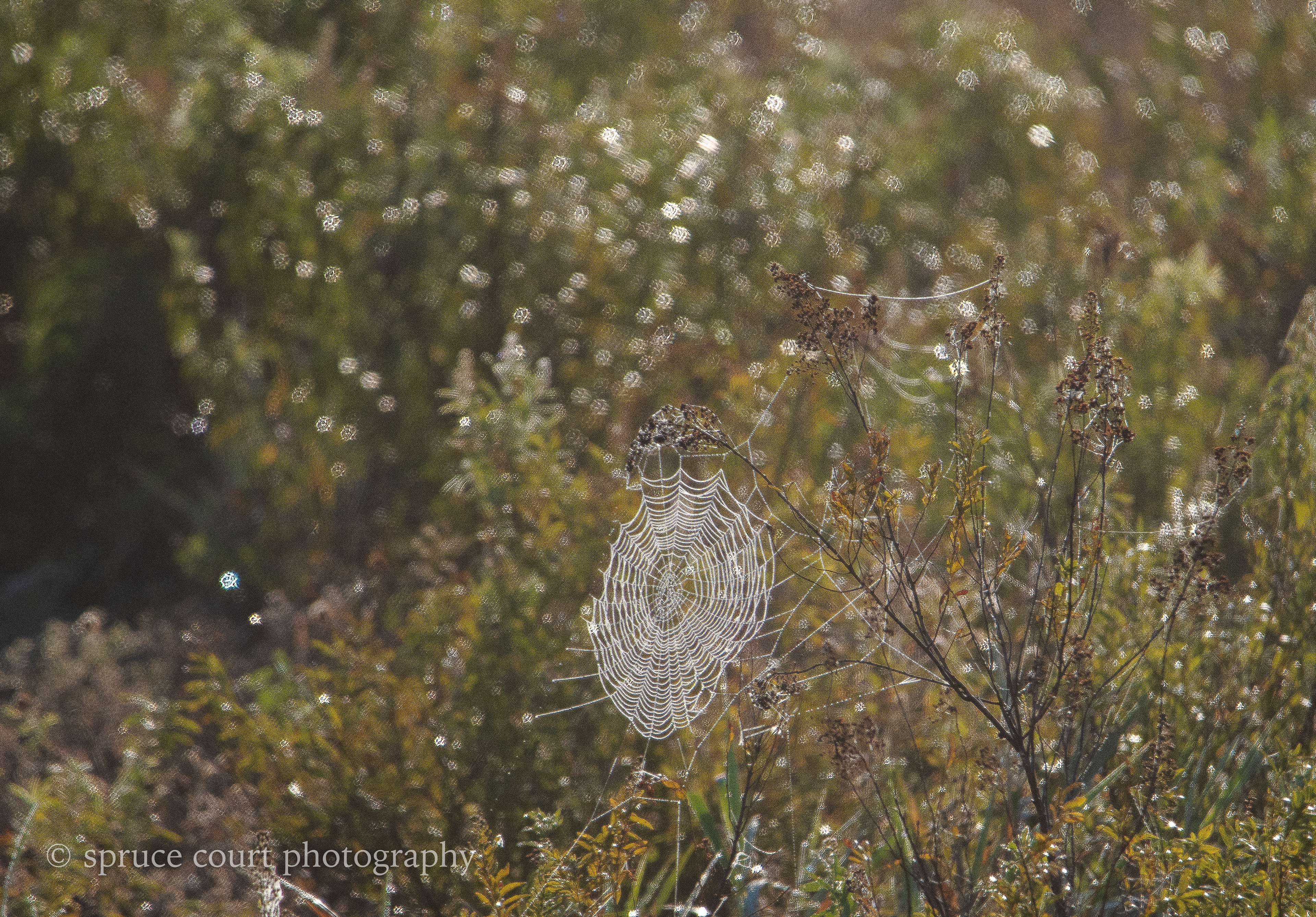 Fog in the Bog 2