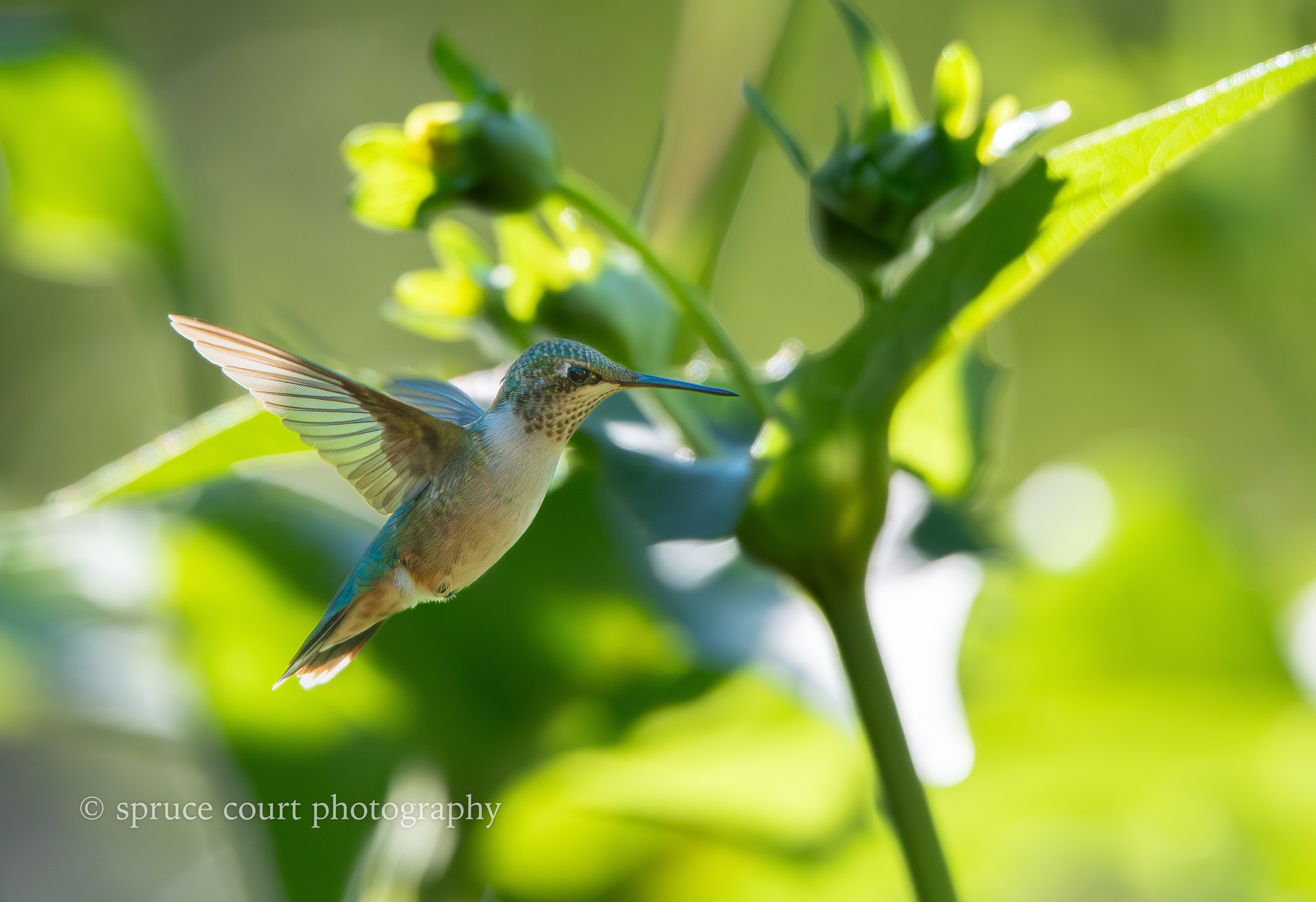 Ruby-throated Hummingbird