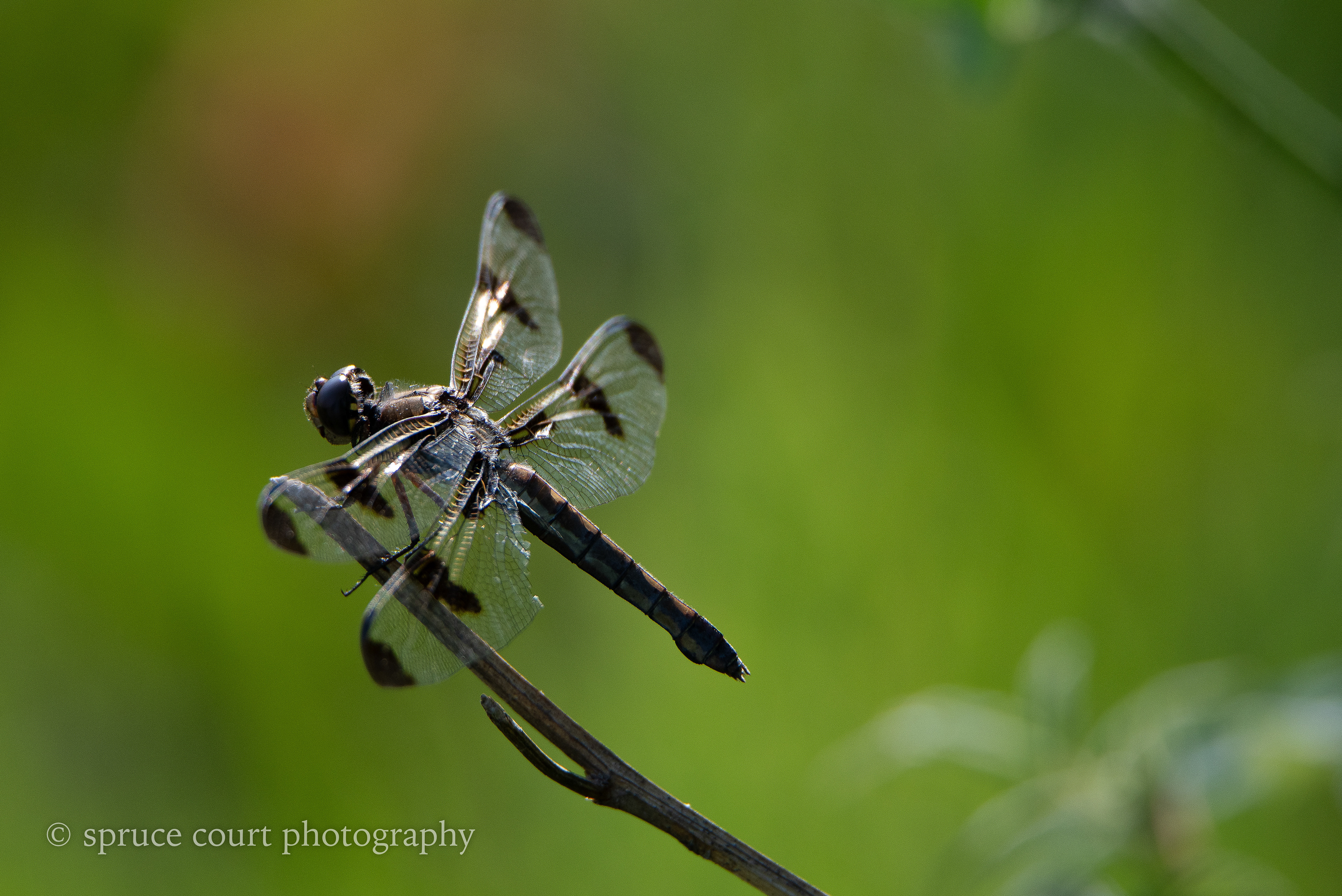 Dragonfly, Unidentified Species 6