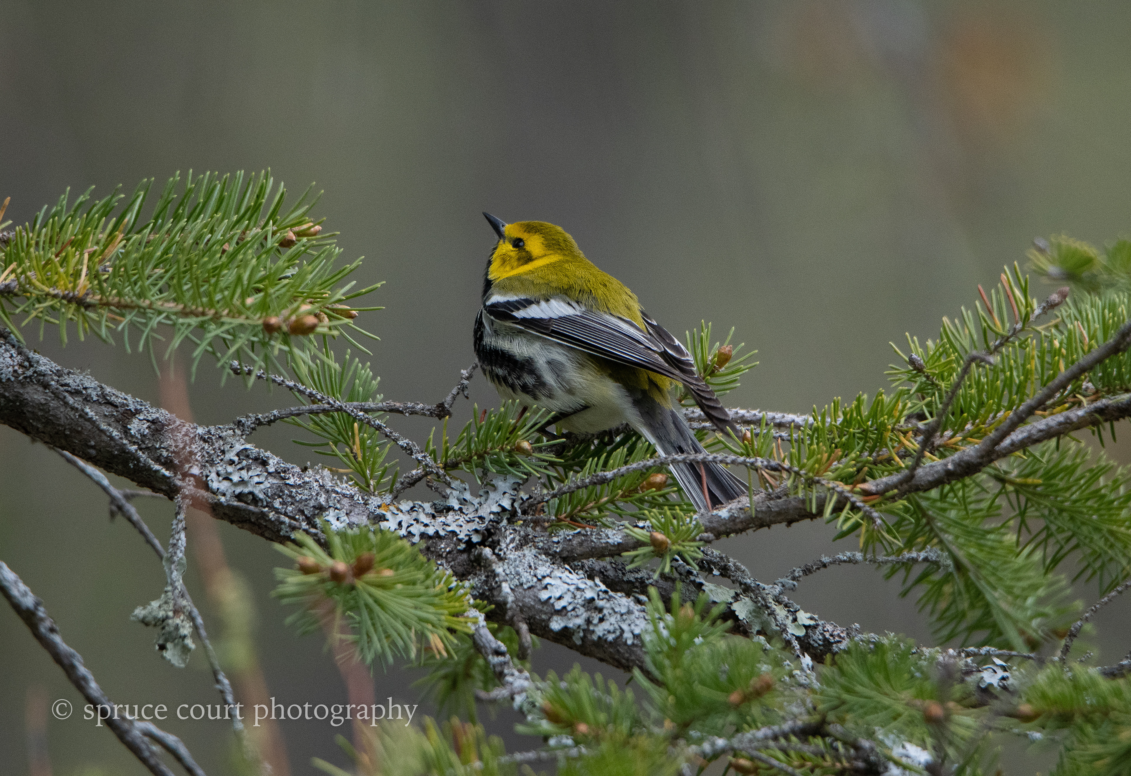 Black-throated Green Warbler 1