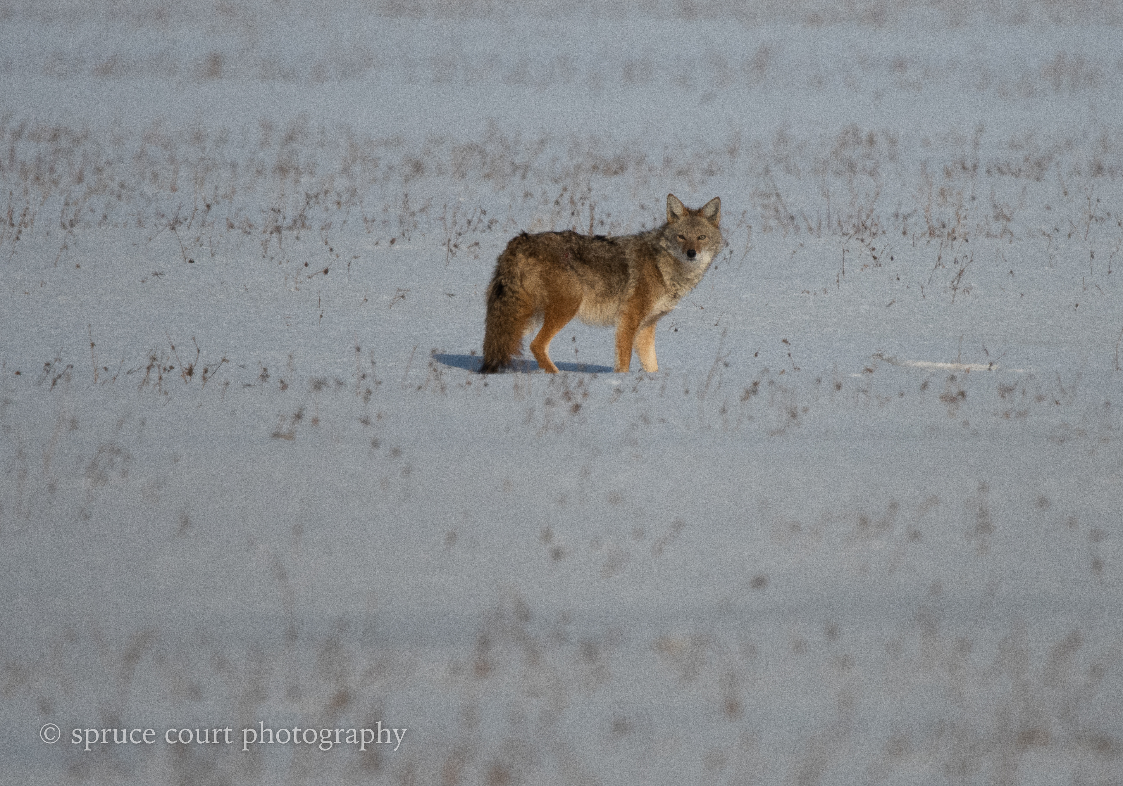 Coyote in the Bog