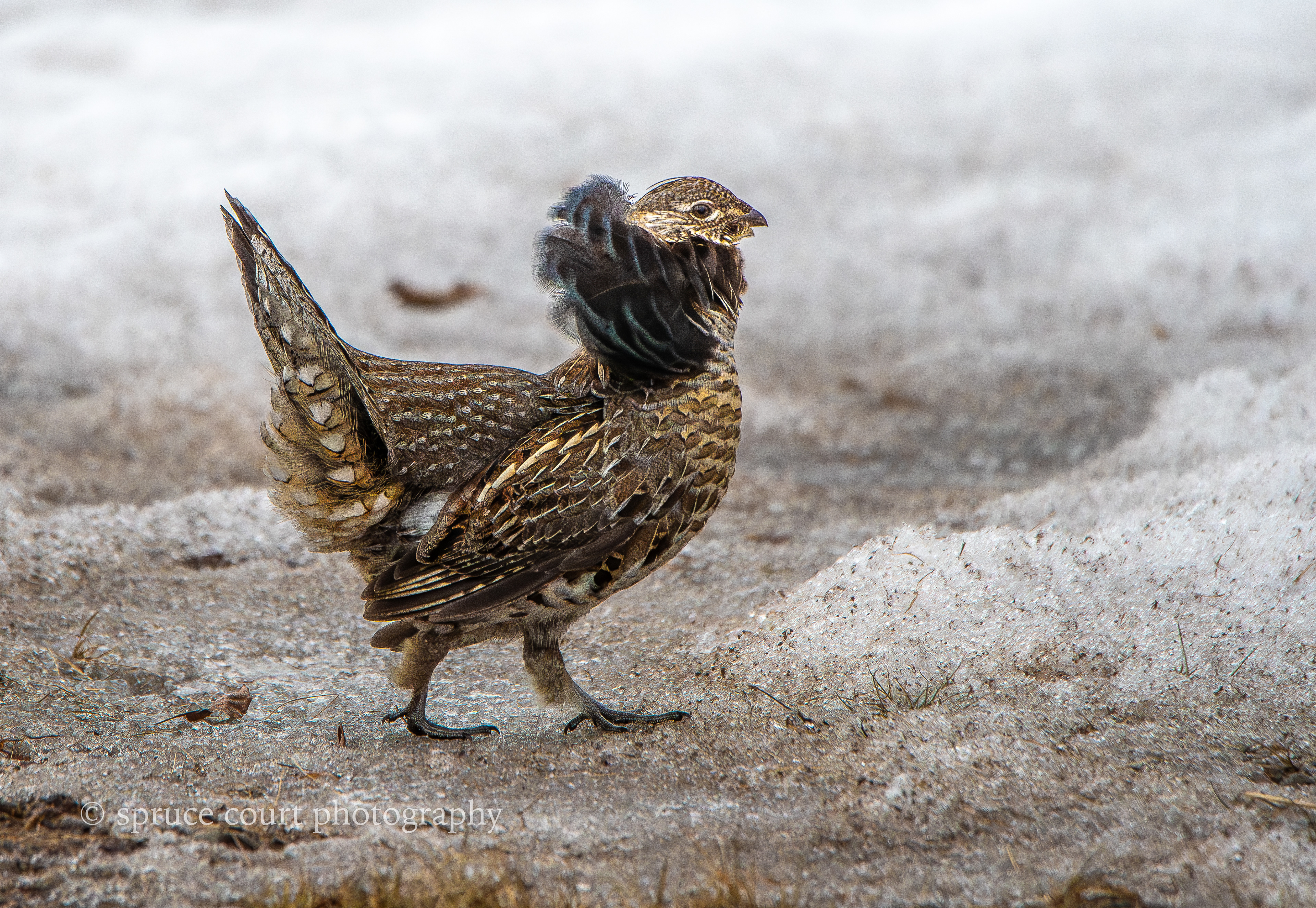 Ruffed Grouse