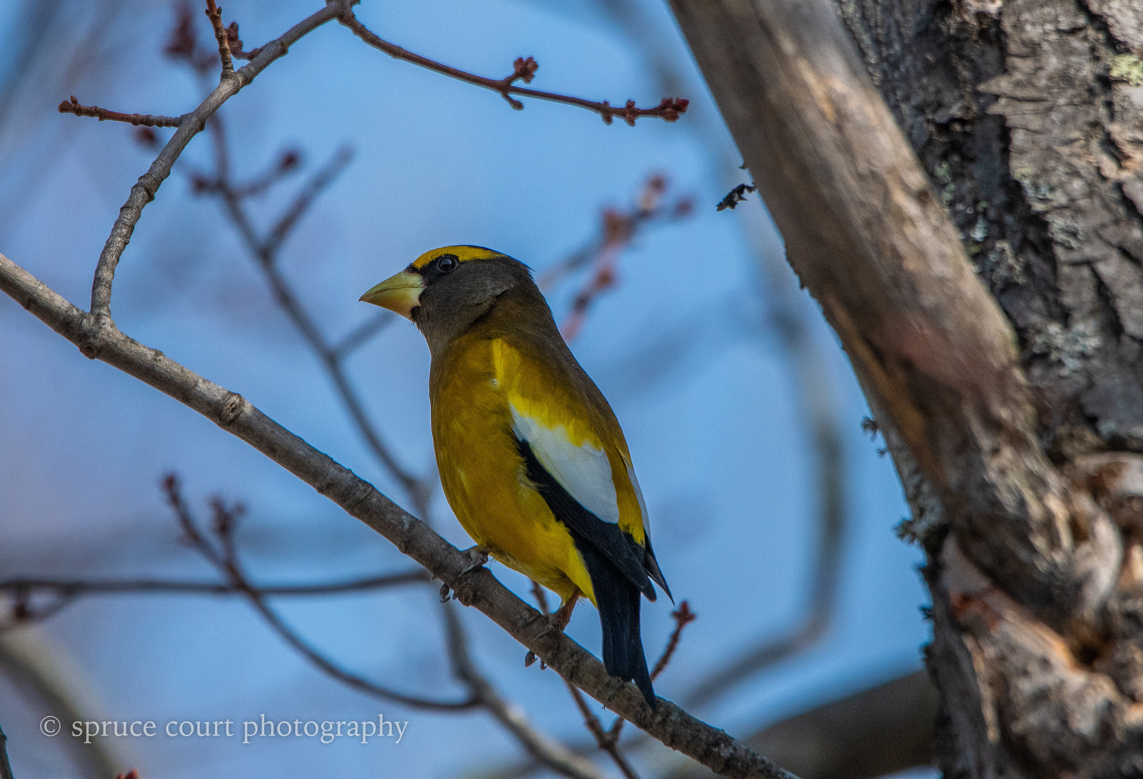 Evening Grosbeak, Male 3