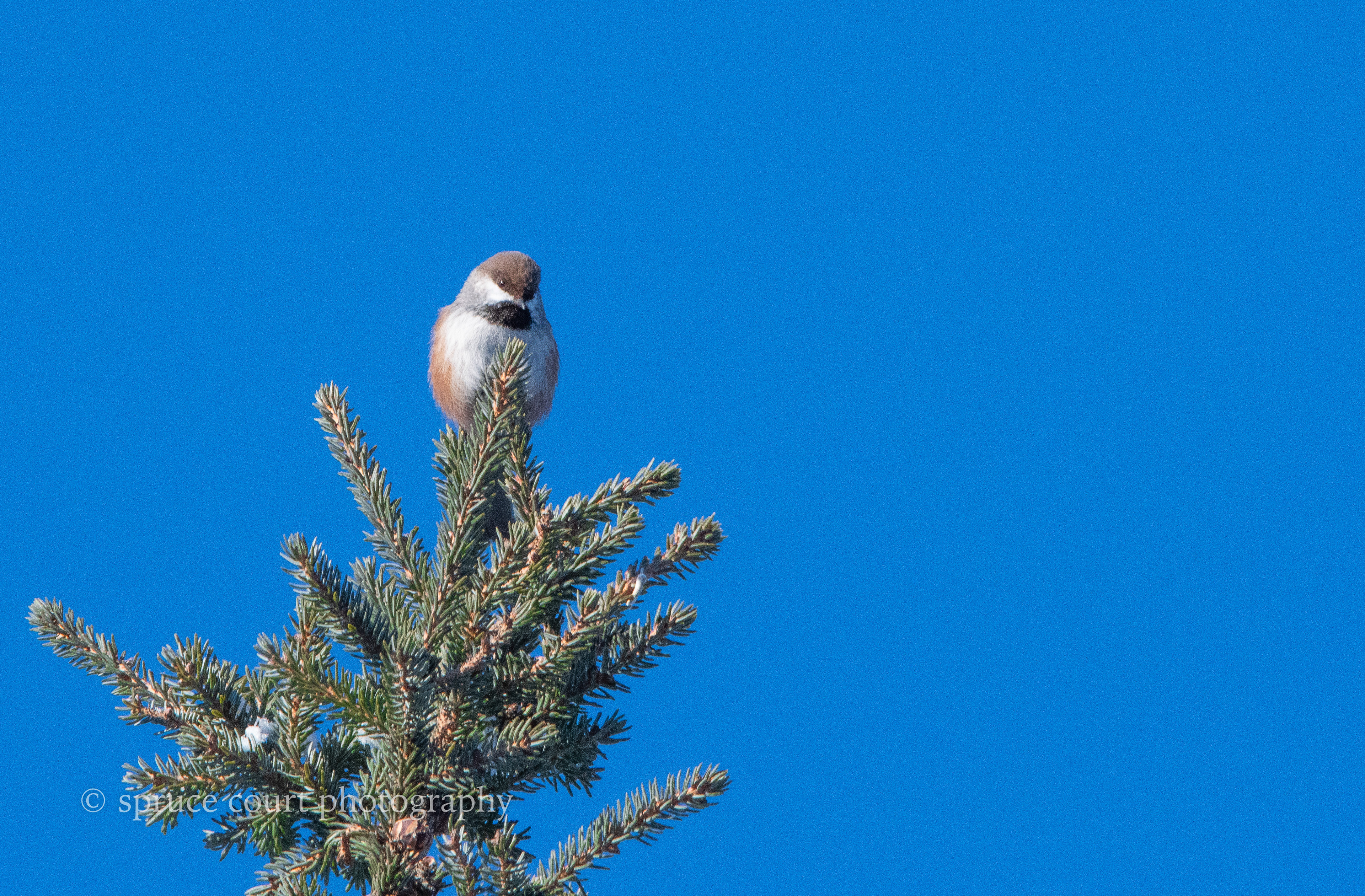 Boreal Chickadee 1