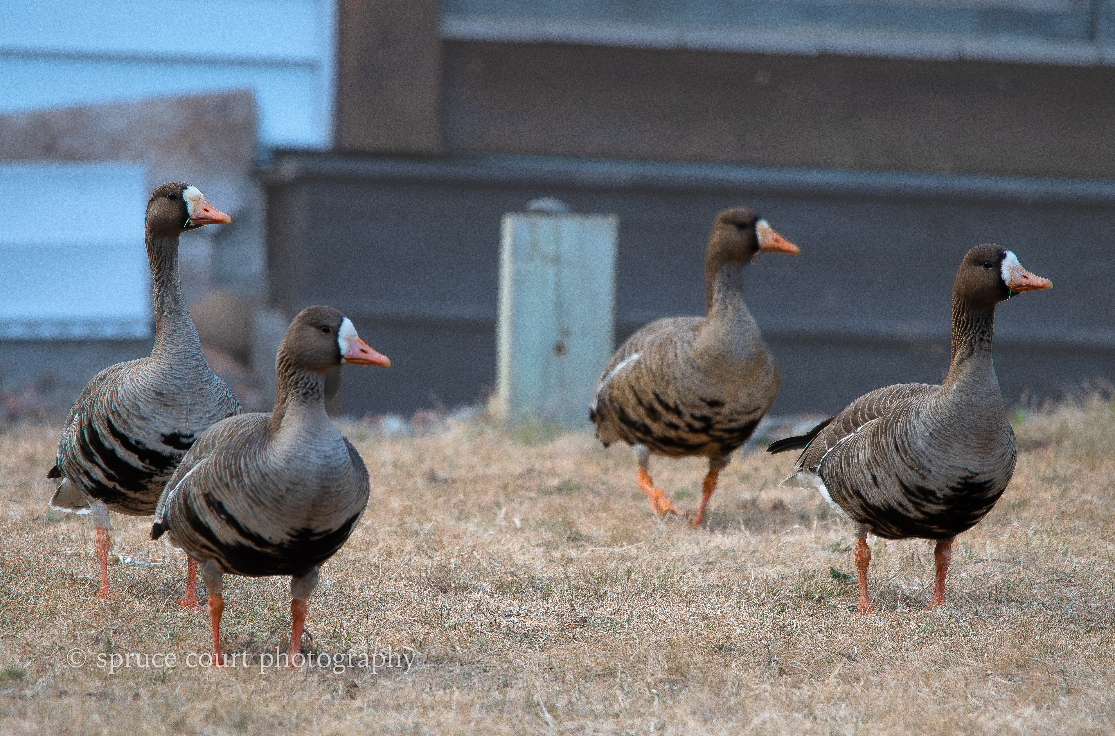 Greater White-fronted Geese