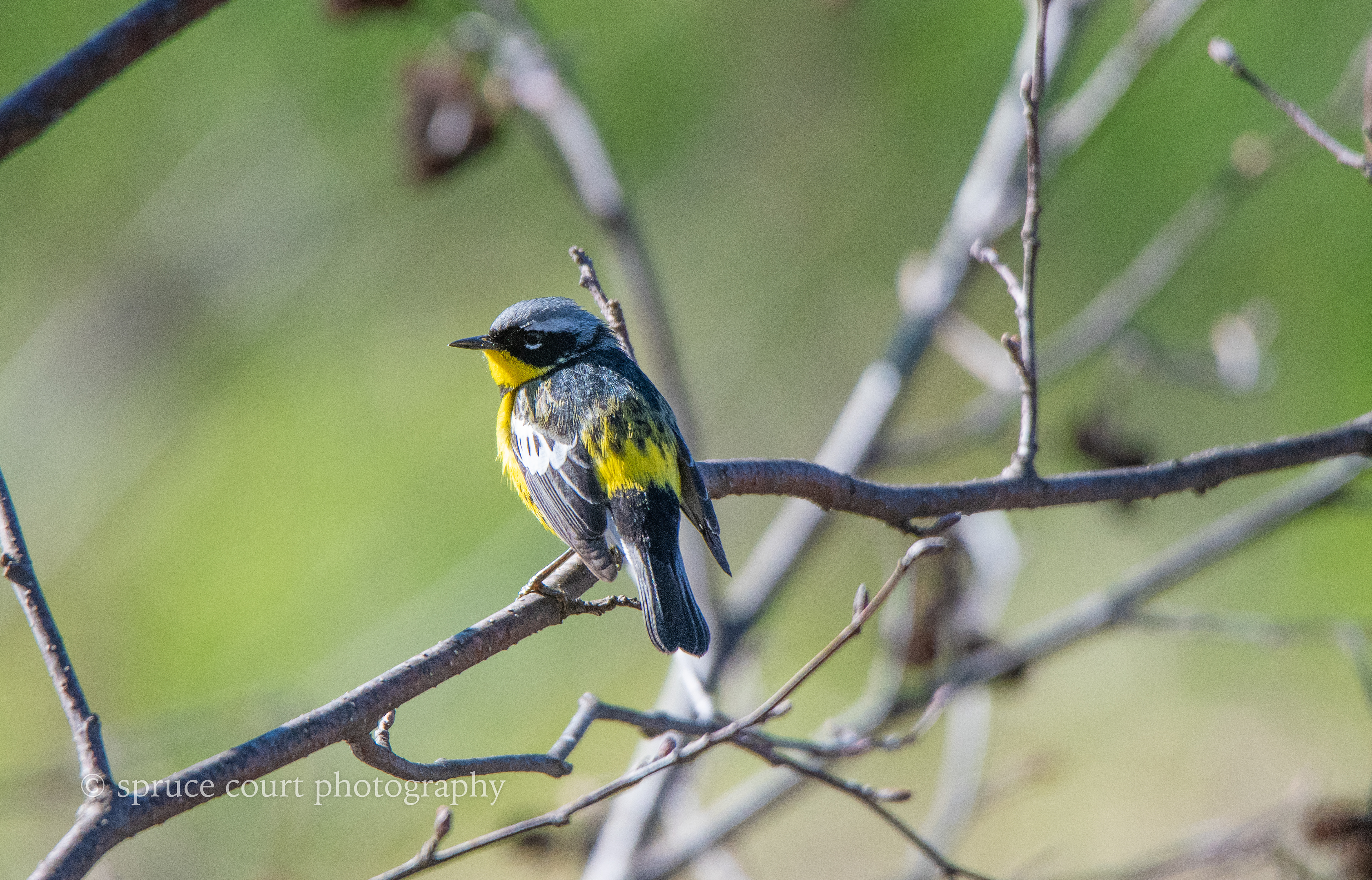 Magnolia Warbler