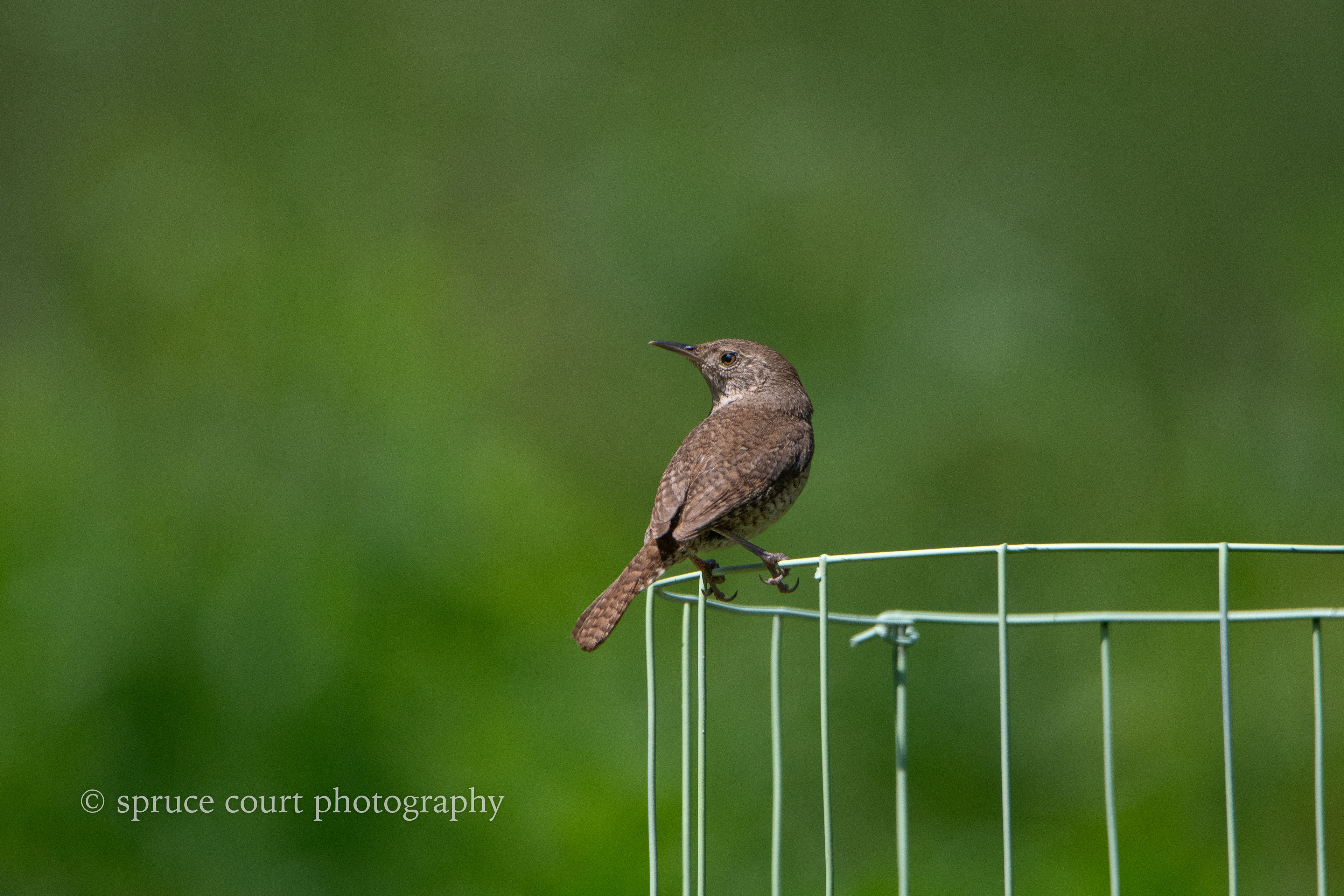 House Wren