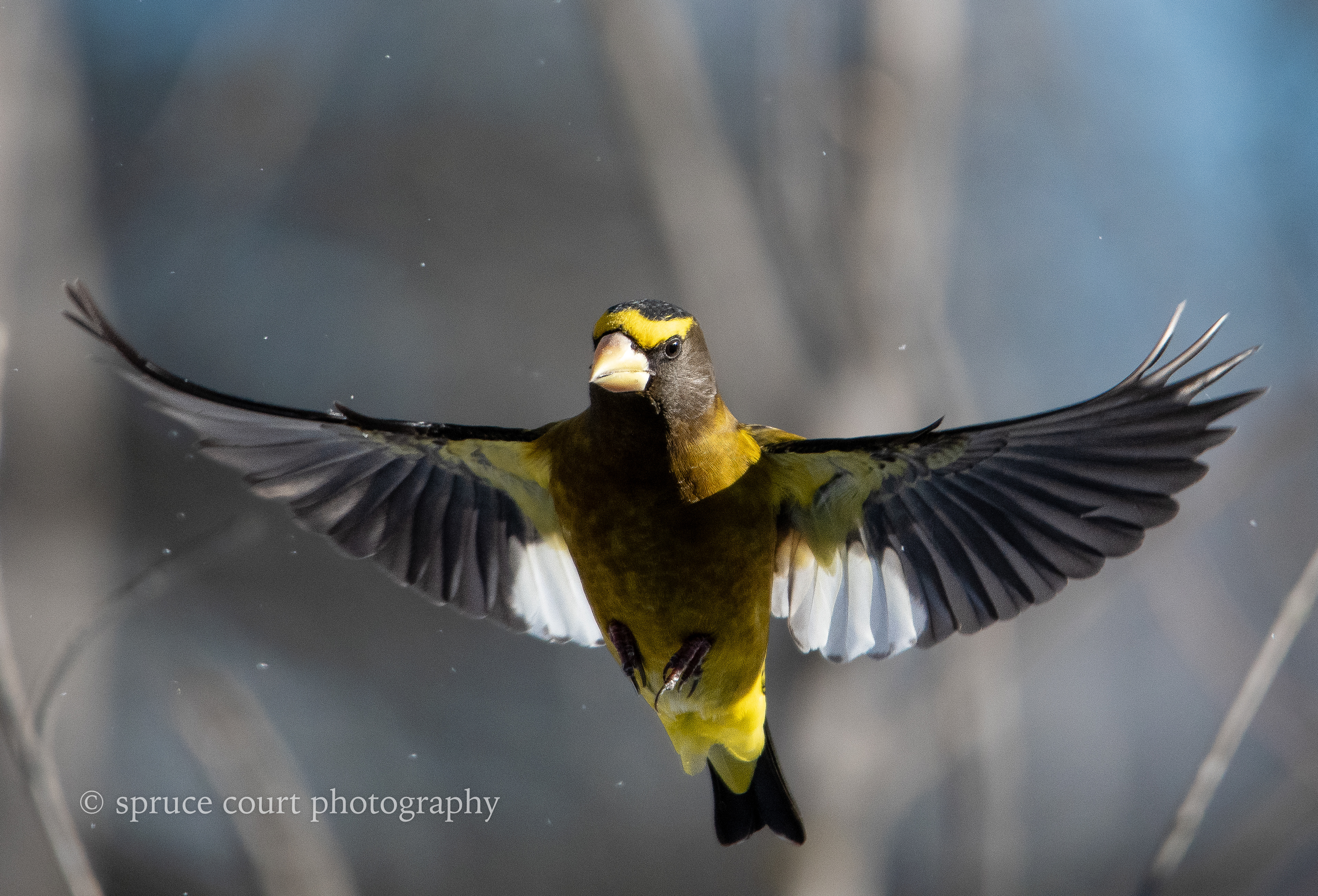 Evening Grosbeak