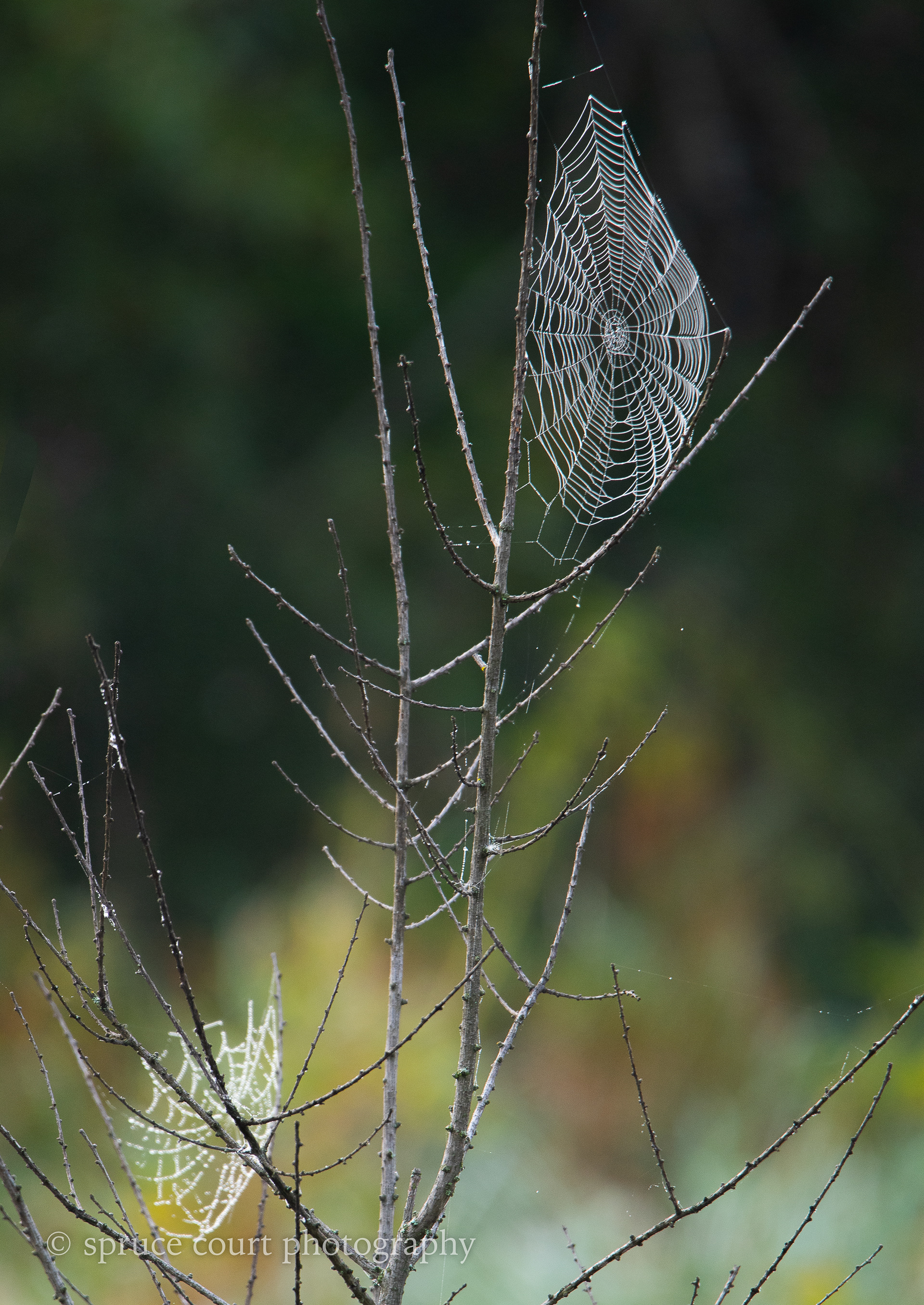 Fog in the Bog 5