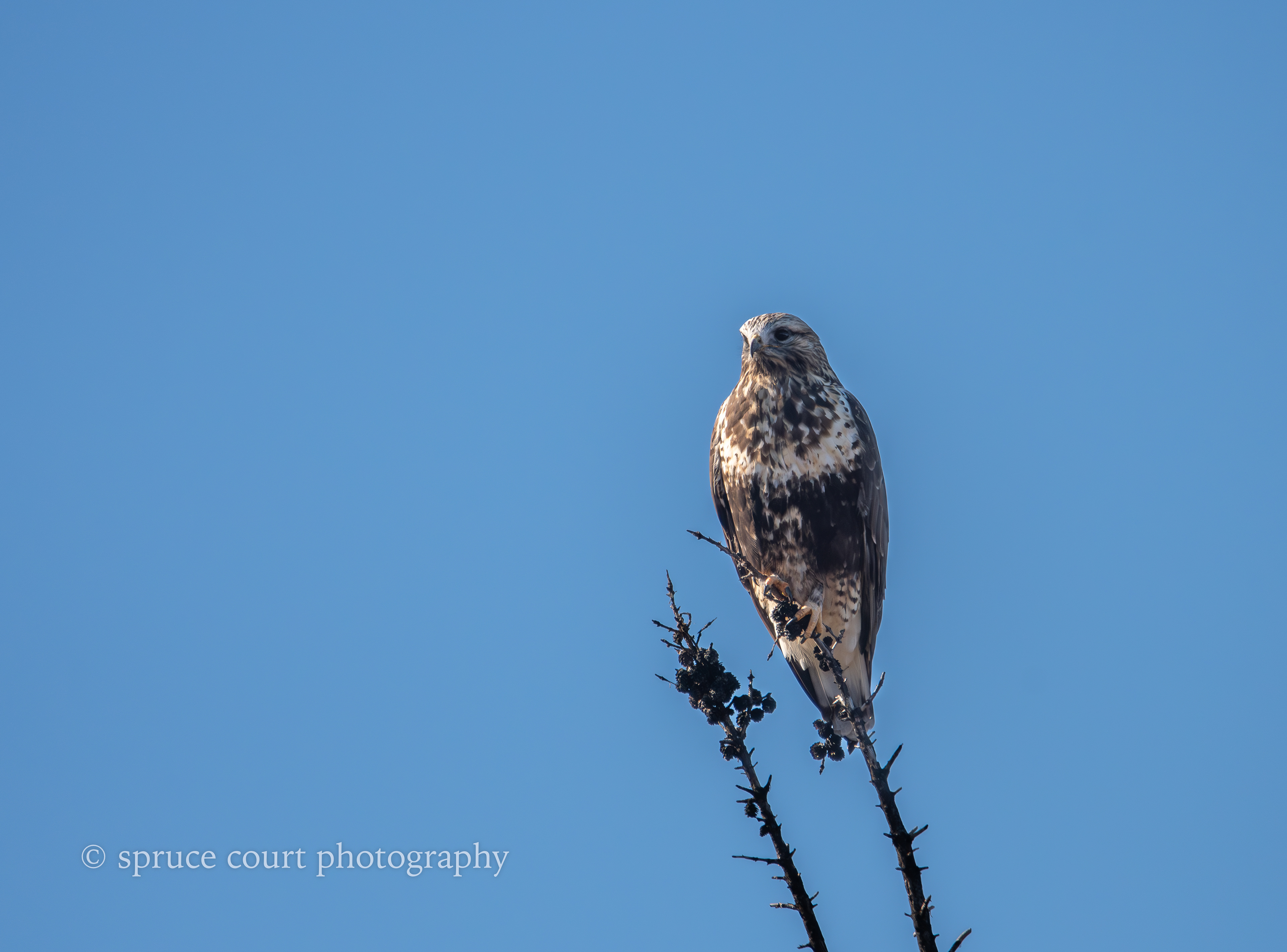 Rough-legged Hawk
