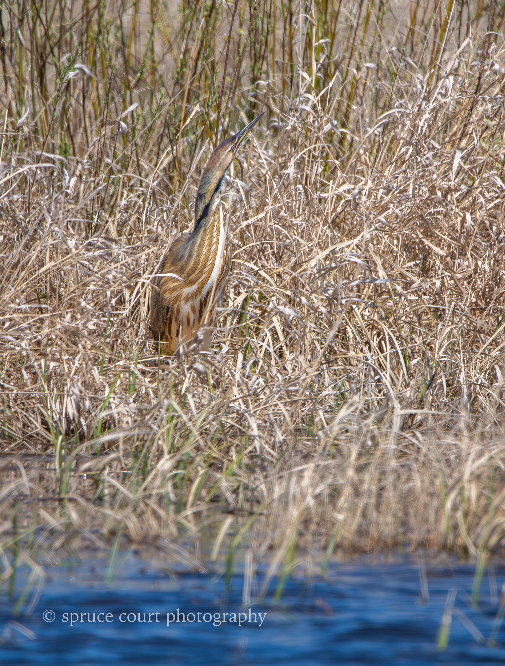 American Bittern