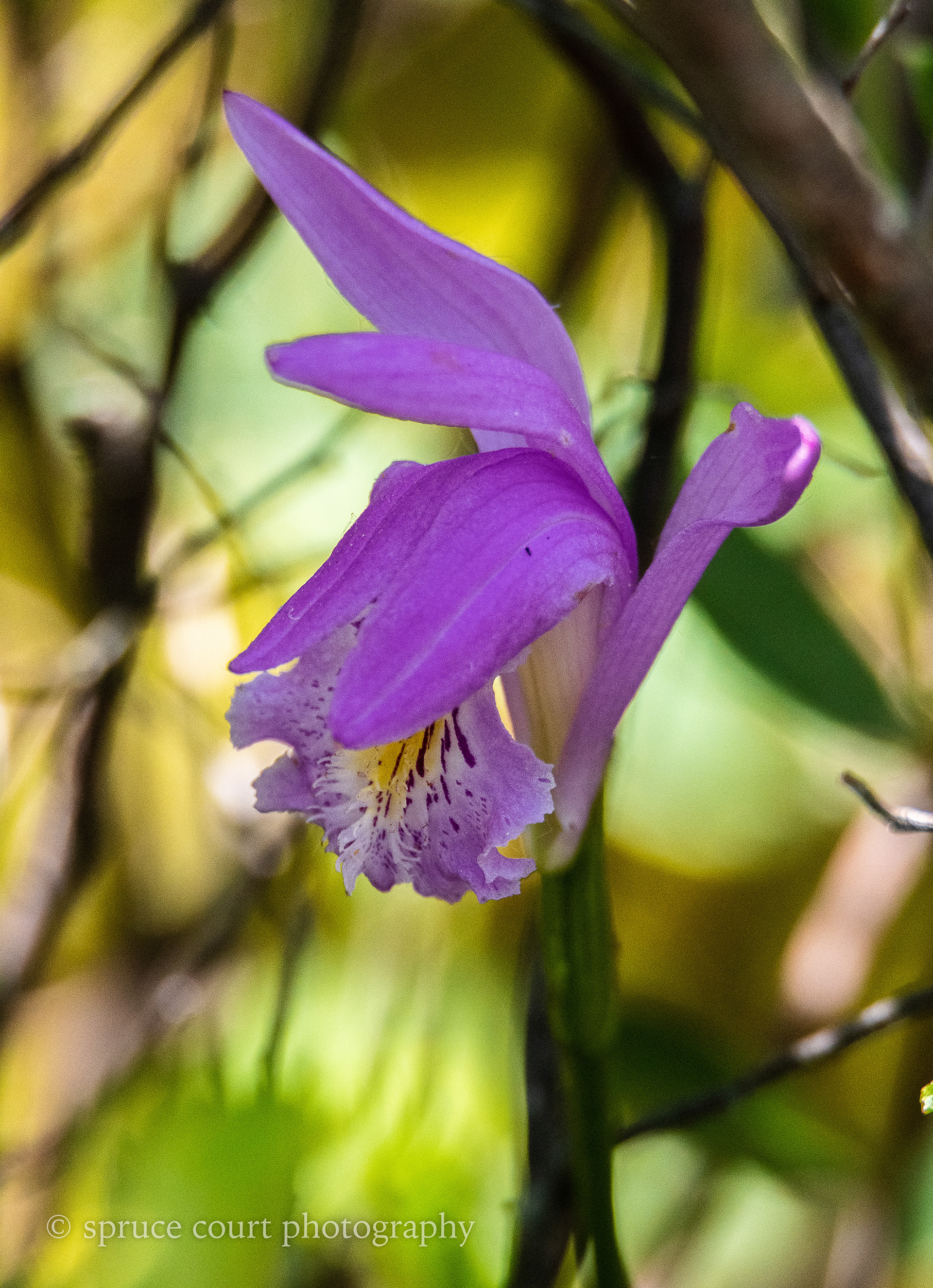Dragon's Mouth Orchid at Ben's 3