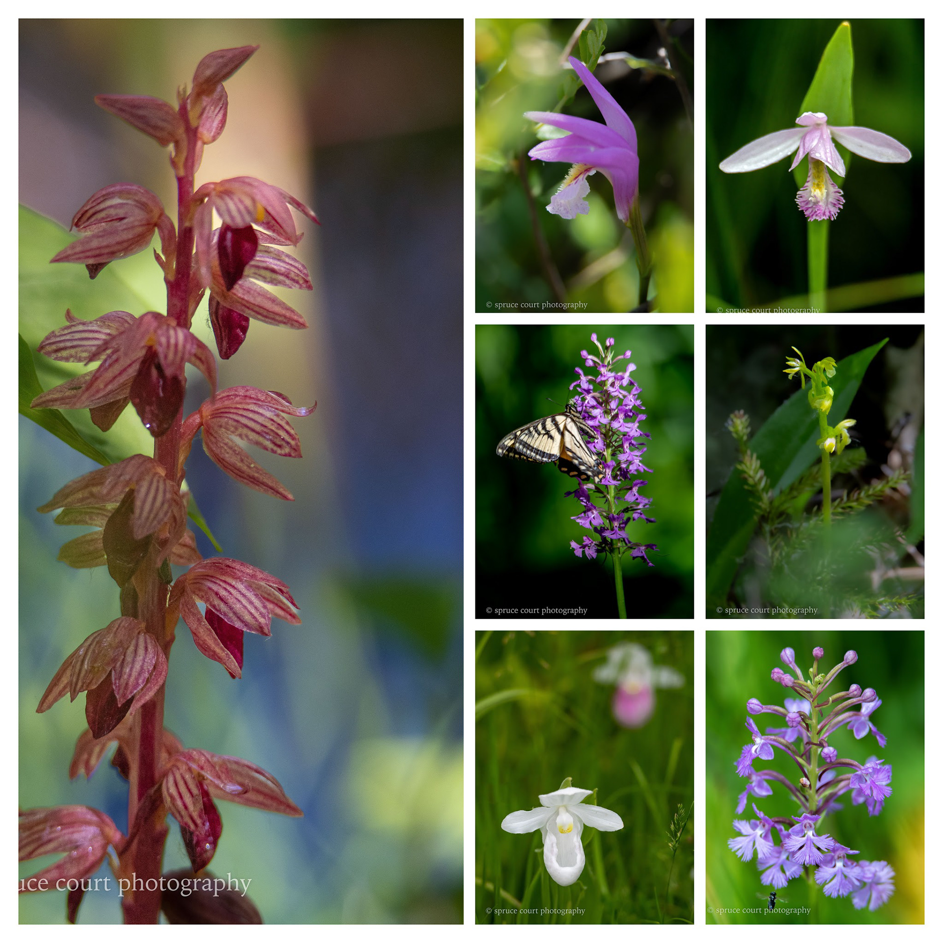 Minnesota Native Orchids series:  One each of Striped Coralroot, Early Coralroot, Rose Pogonia, Dragon's Mouth, Small Purple Fringed, or rare White Showy Lady's Slipper