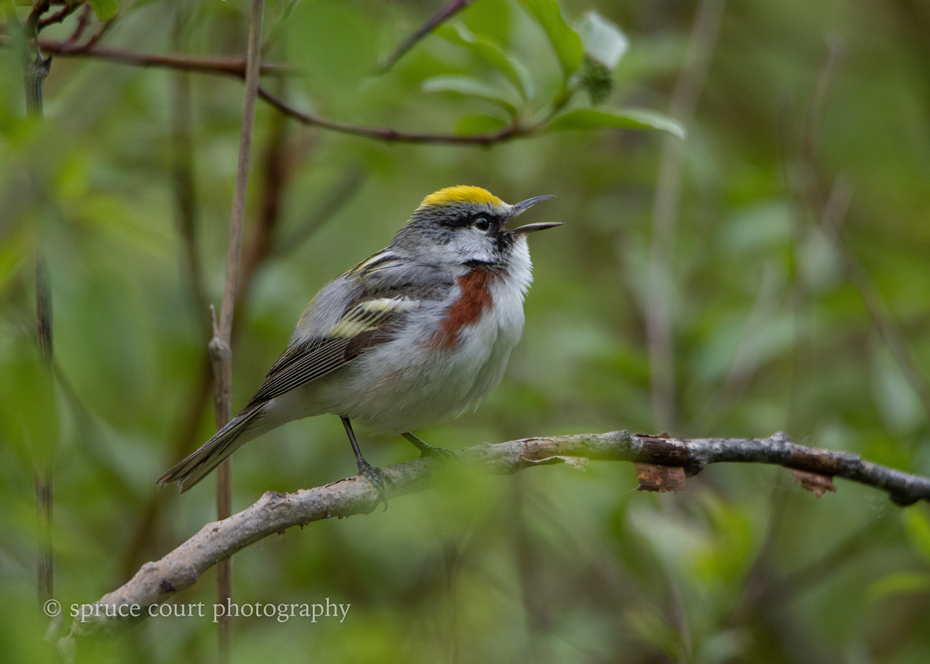 Chestnut-sided Warbler 2
