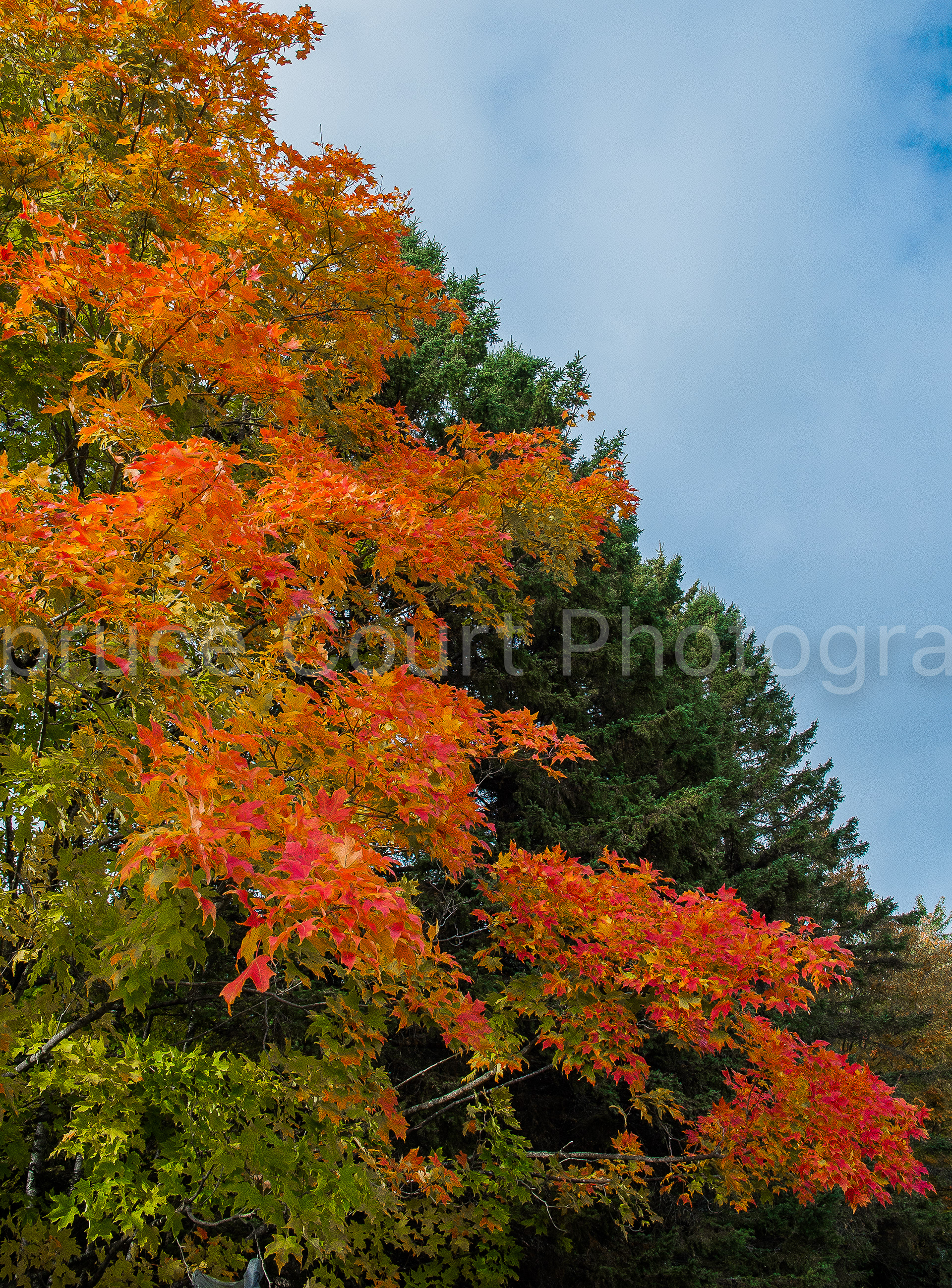 Scarlet Cascade
