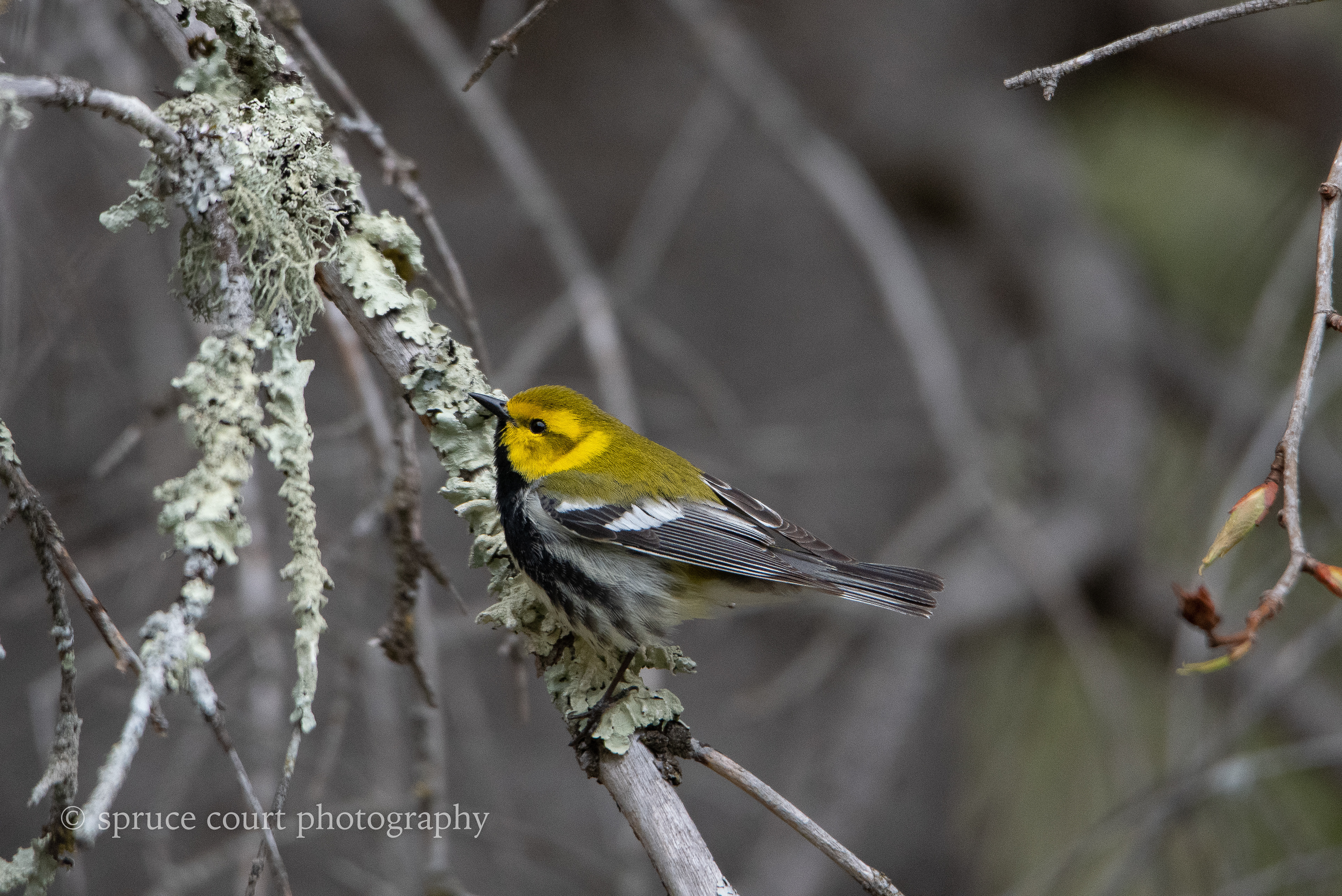 Black-throated Green Warbler 2