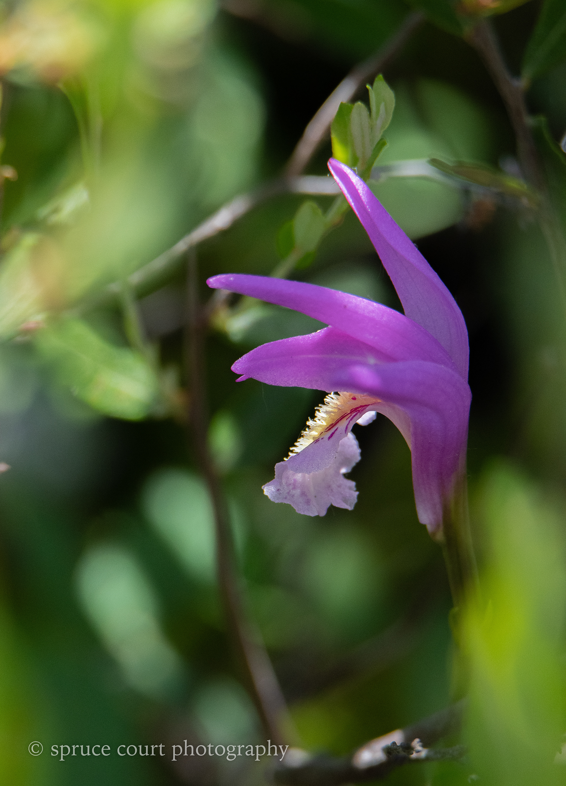 Dragon's Mouth Orchid at Ben's