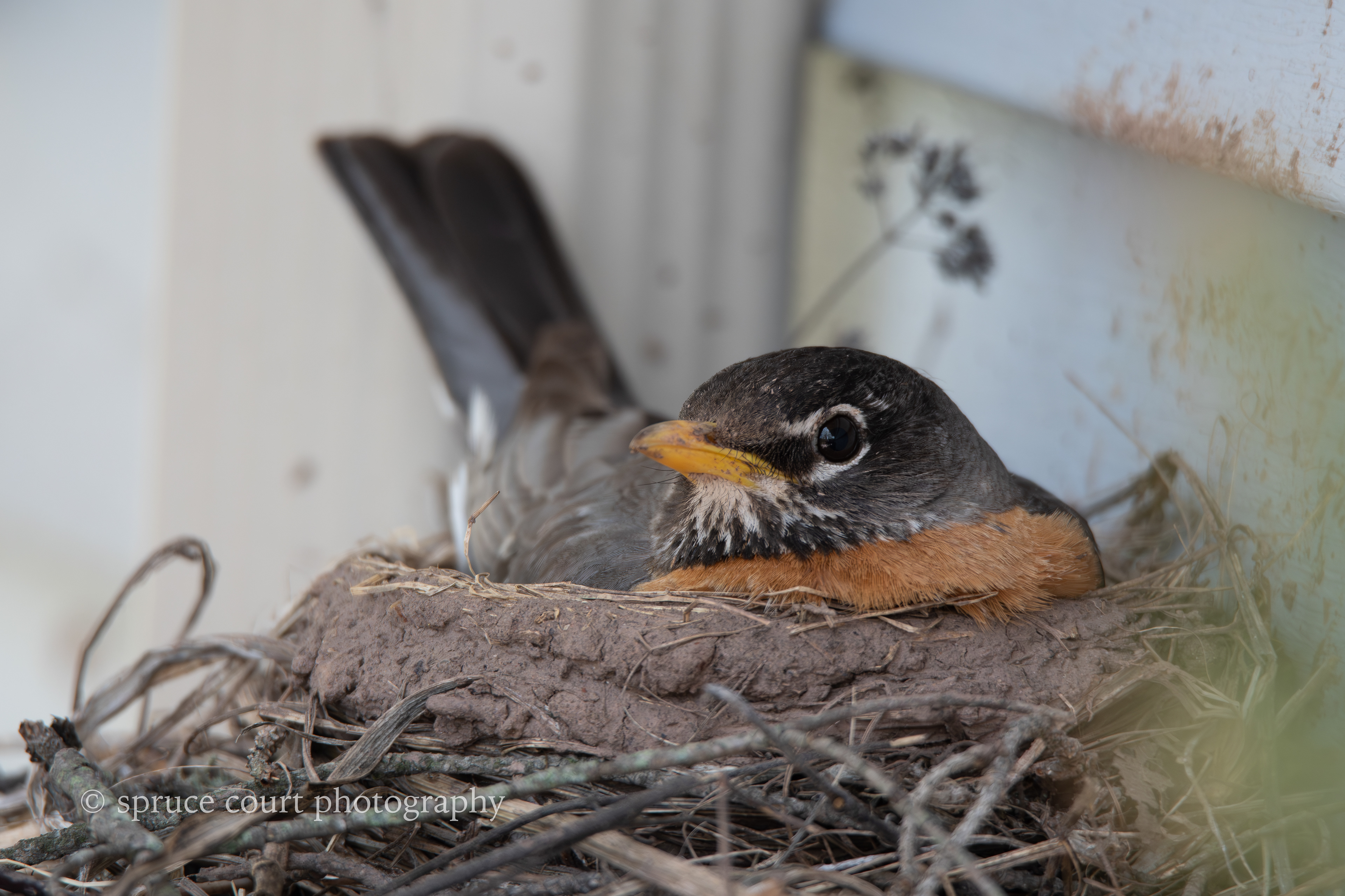 American Robin