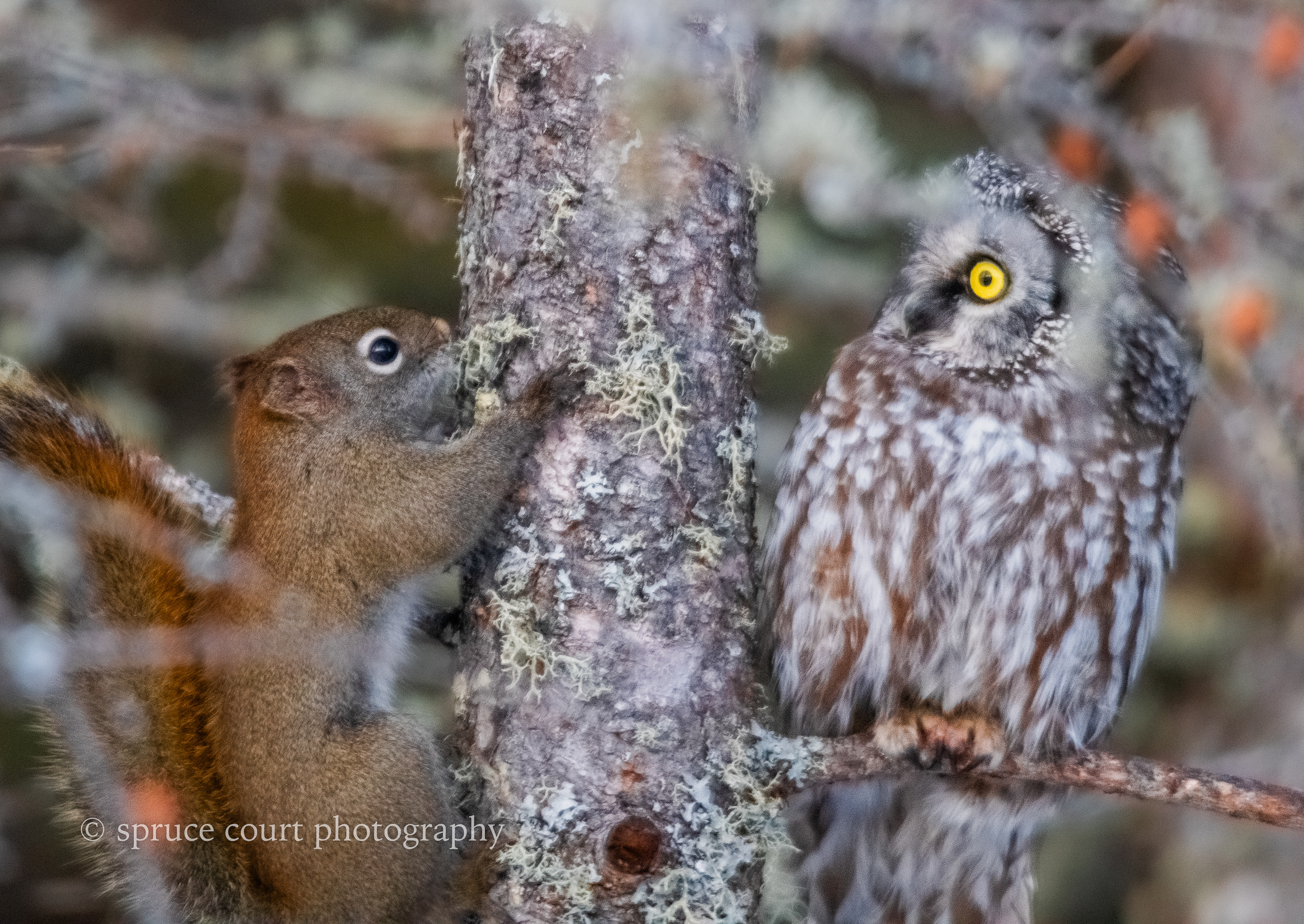 Boreal Owl and Red Squirrel