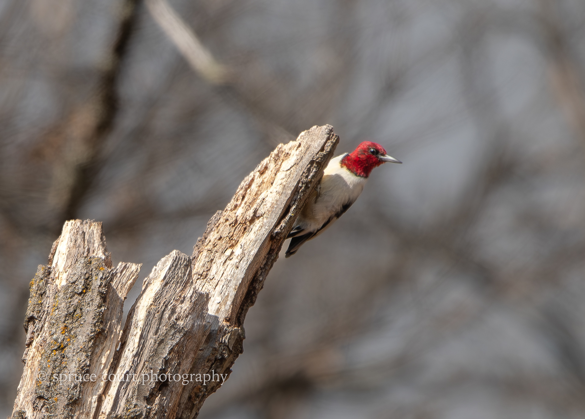 Red-headed Woodpecker